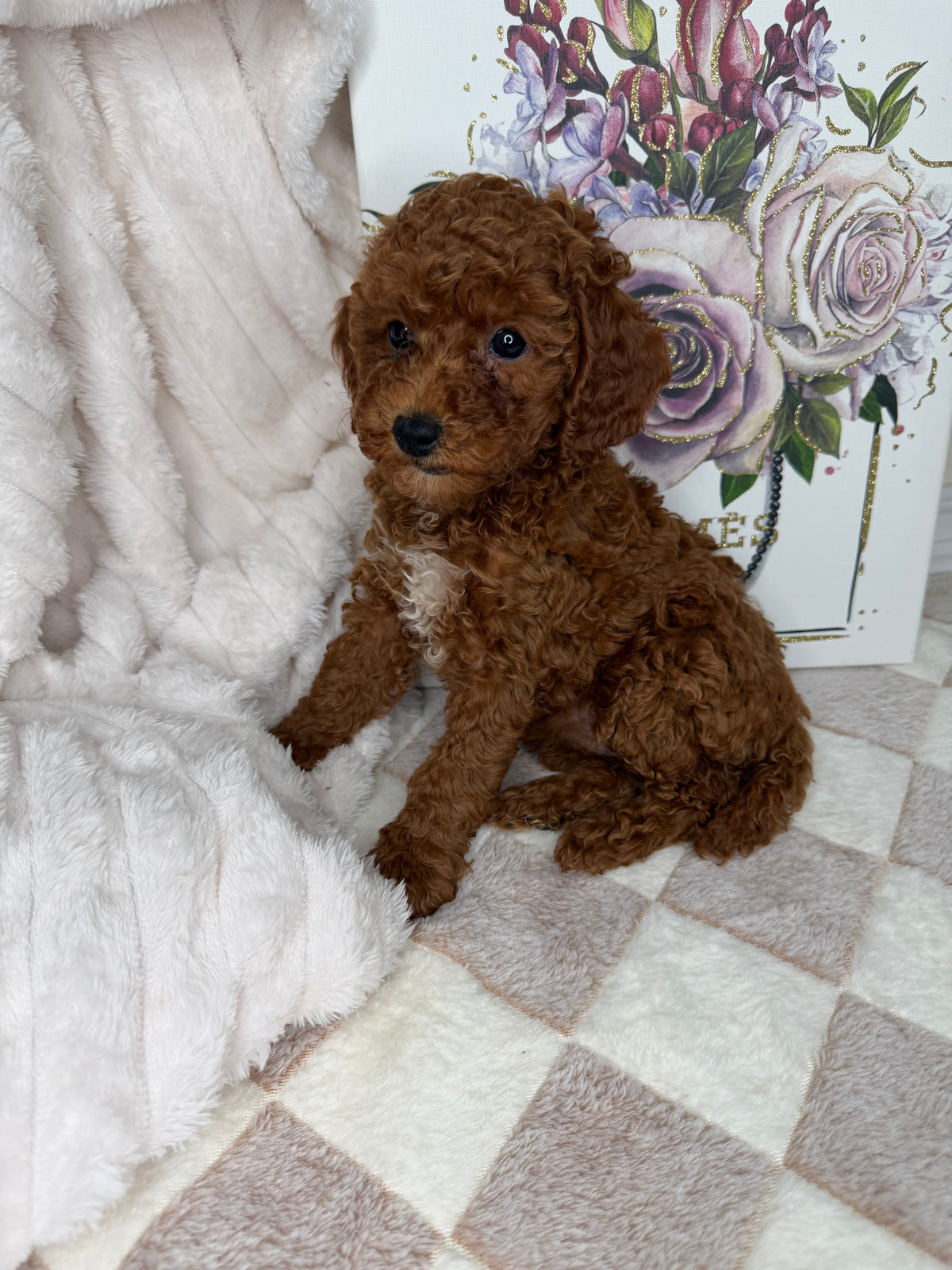 Royce 💙 | Toy Male Goldendoodle Puppy