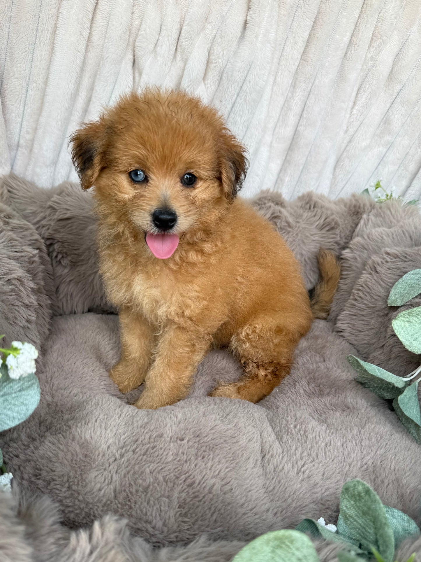 Xena 💖 | Female PomaPoo Puppy