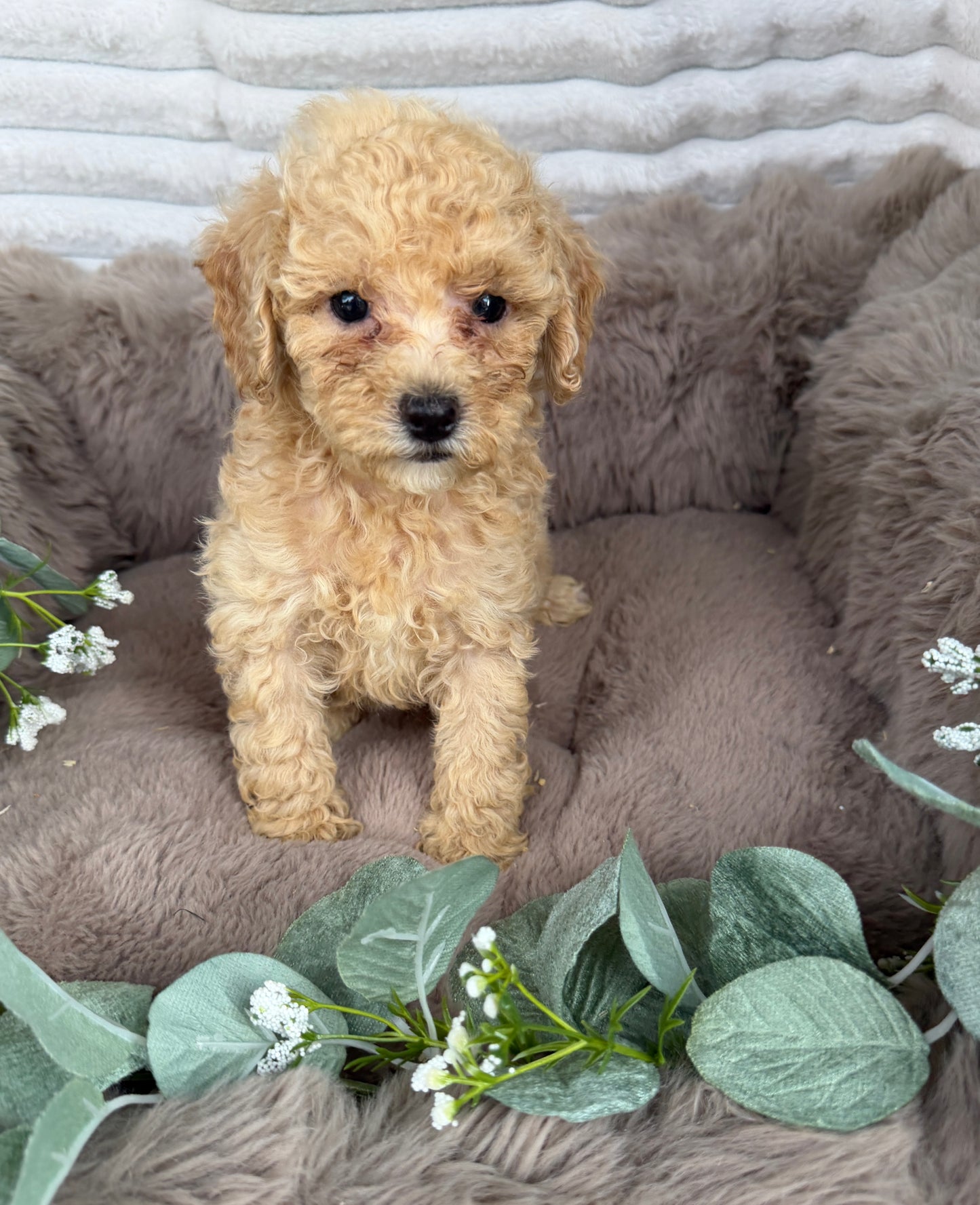 Toffee 🤎 | Male Cavapoo Puppy