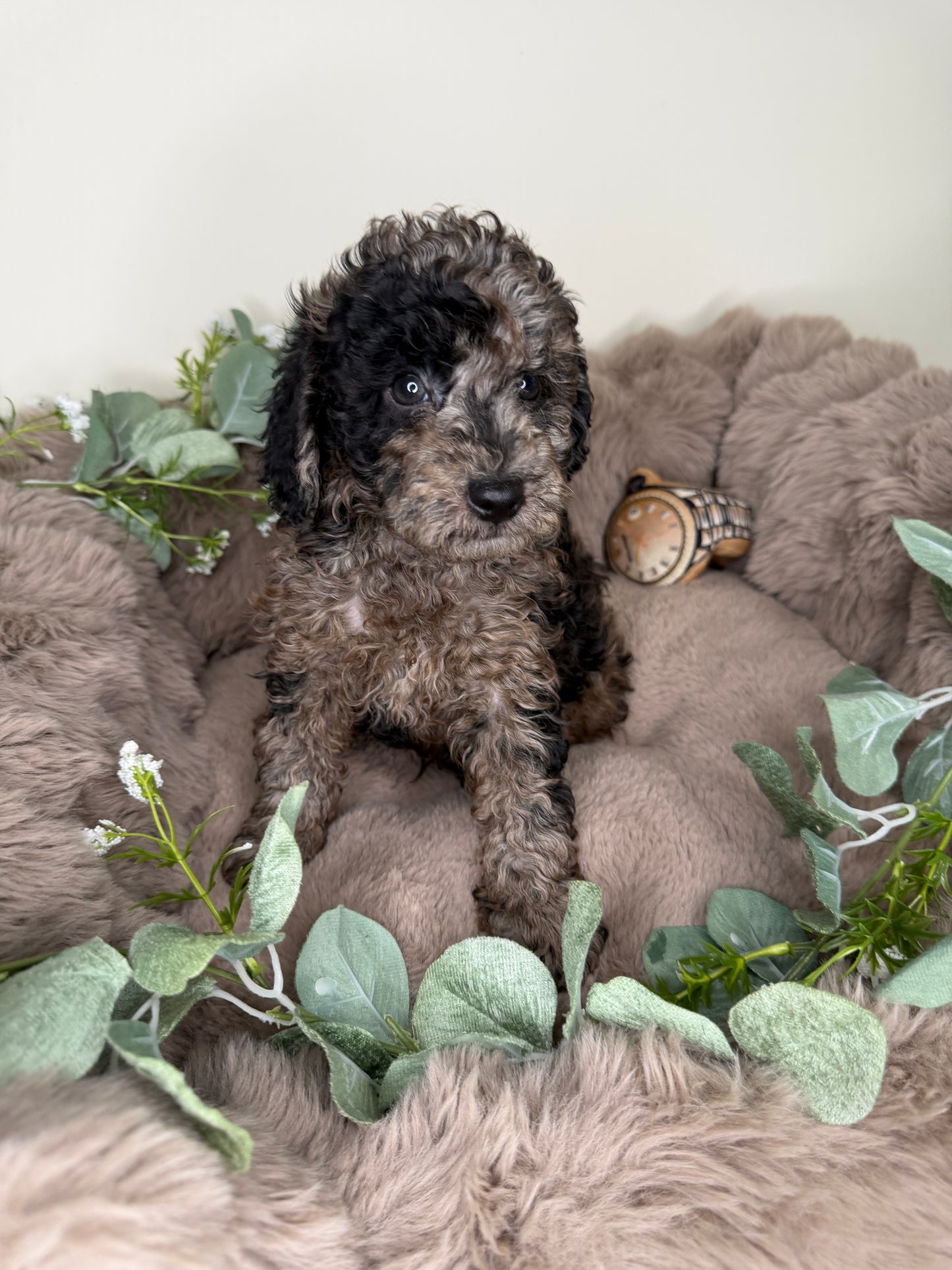 Apollo 💙 | Male Blue Merle Toy Poodle