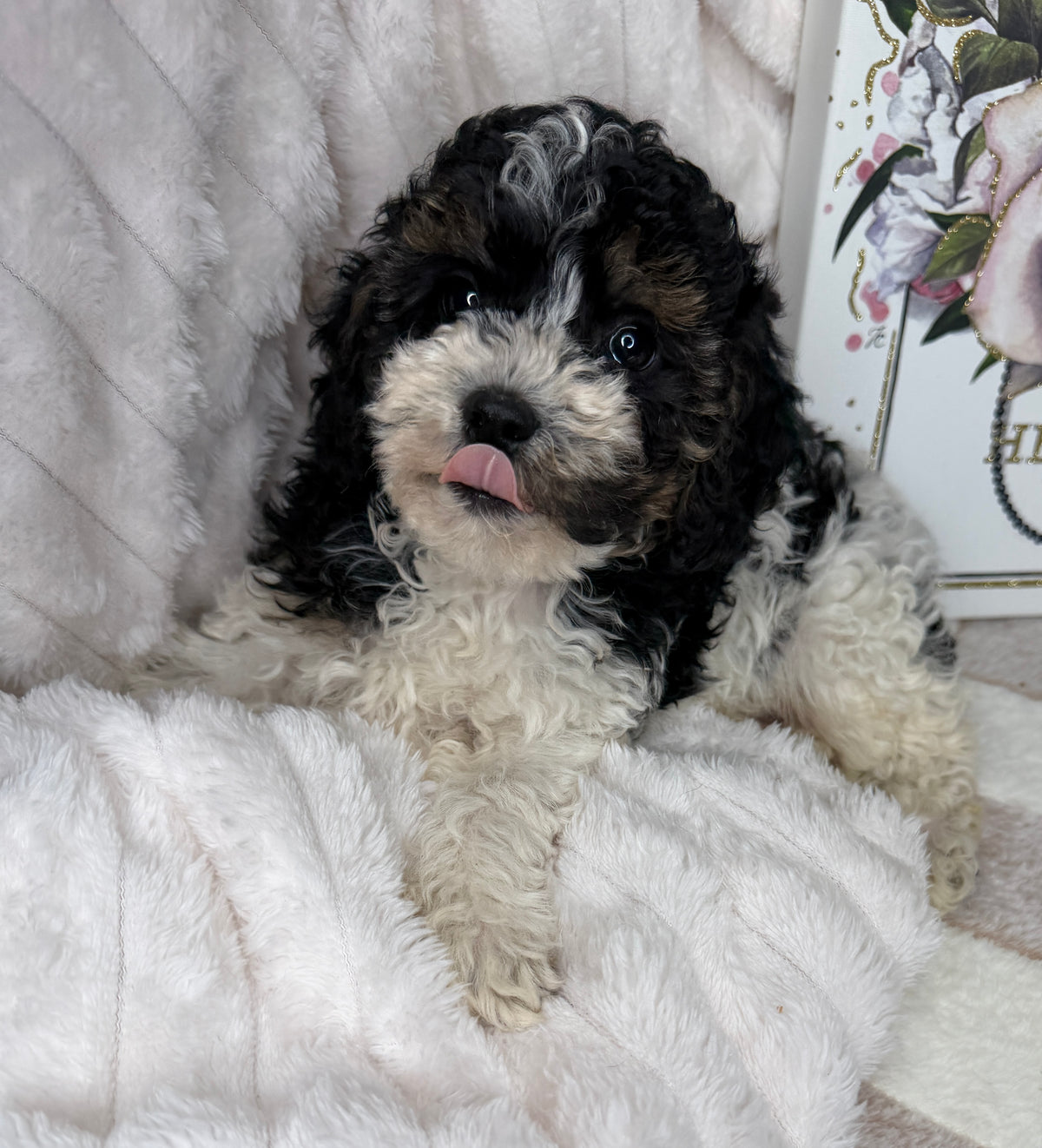 Snickers 🧸 | Male Toy Poodle Puppy