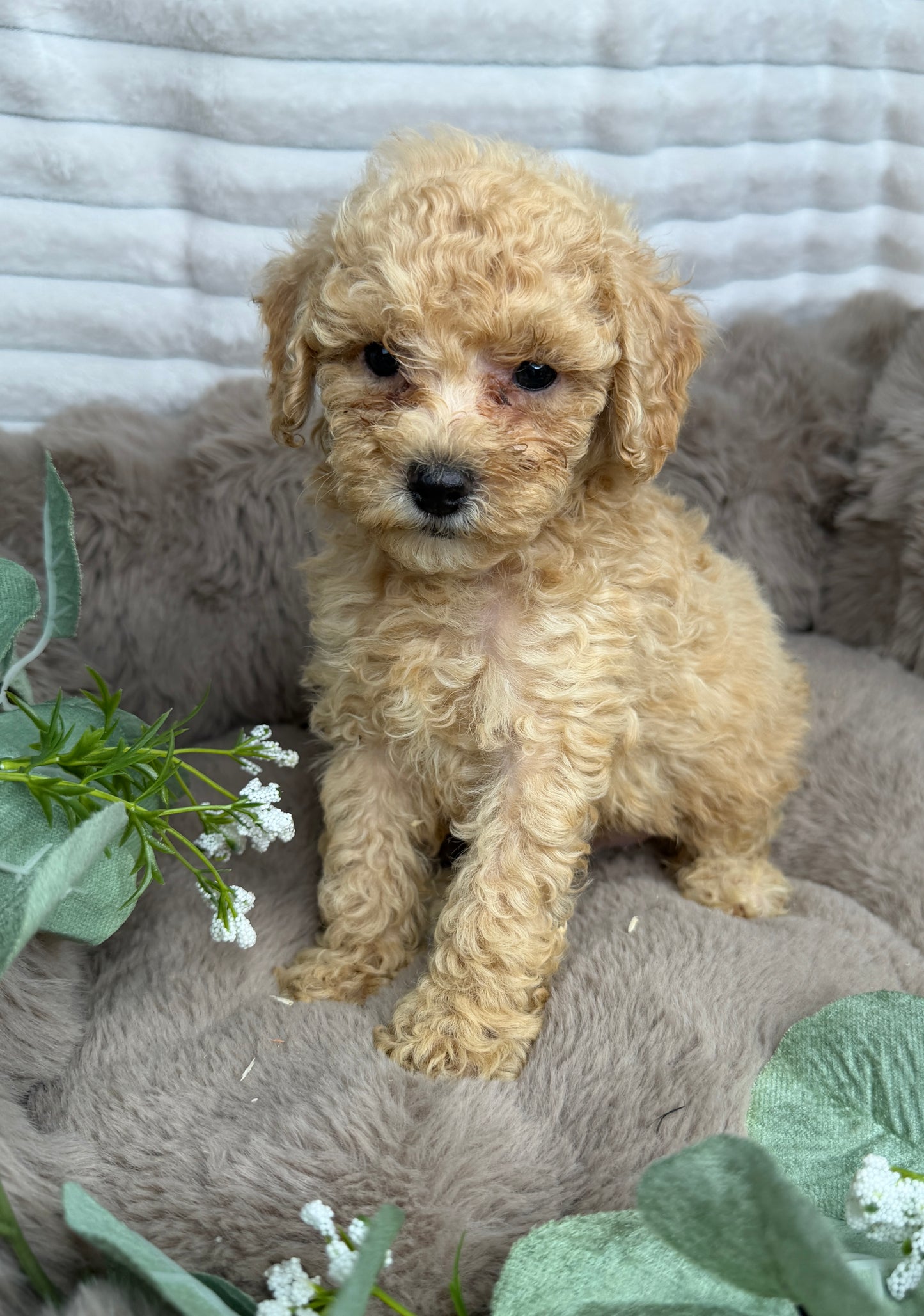 Toffee 🤎 | Male Cavapoo Puppy