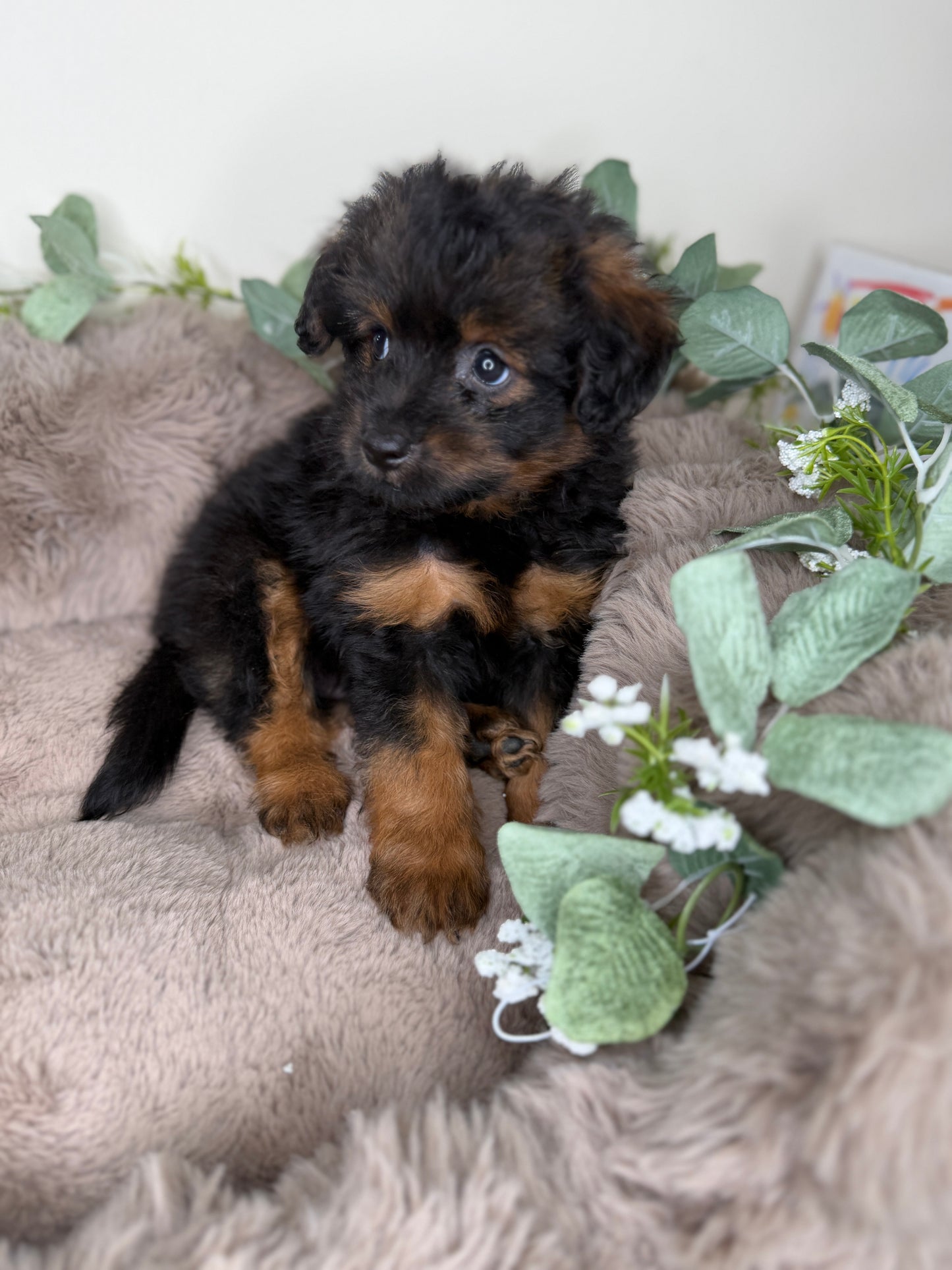 Onyx 🖤 | Male PomaPoo Puppy