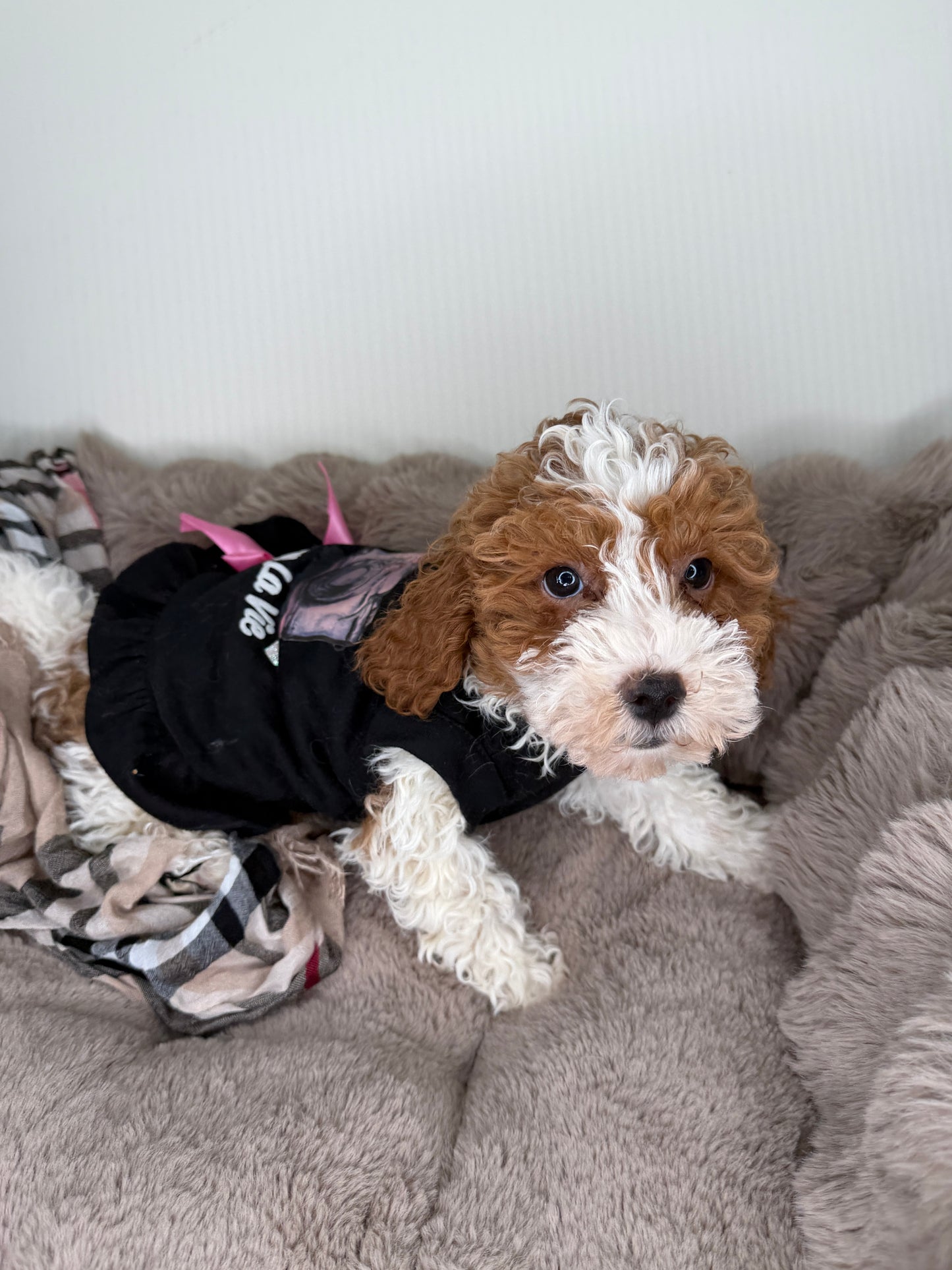 Layla 🤍 Female Cockapoo Puppy