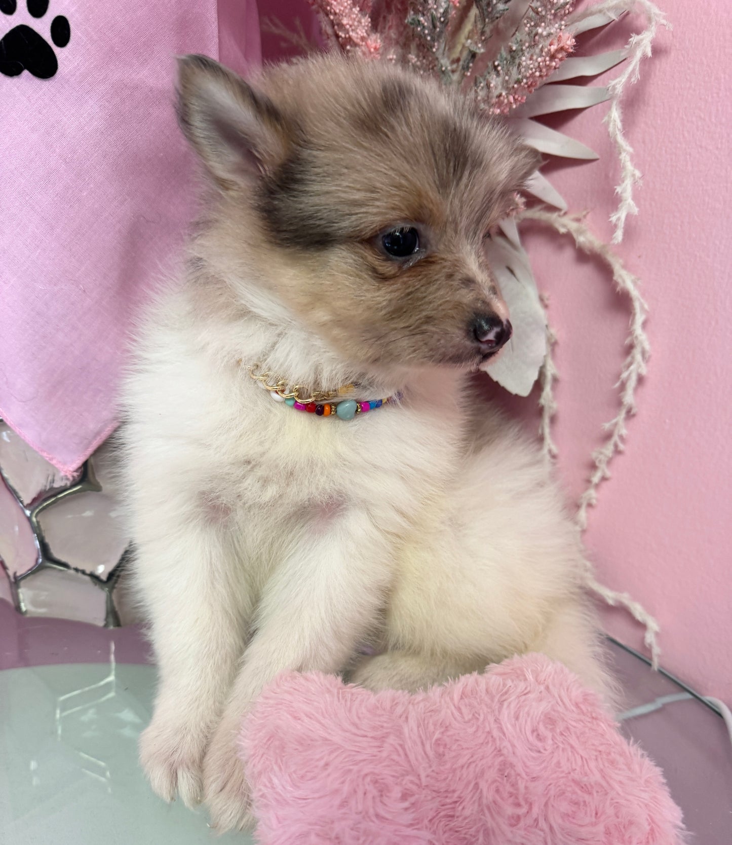 Nala” Pomsky