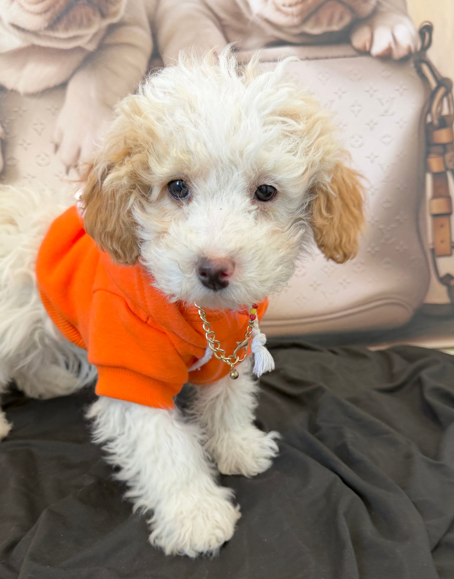 “Bella Mae” Toy Poodle • Female✨