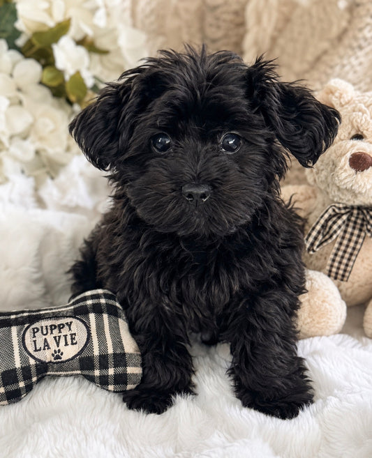 “Mellow” Yorkie -poo