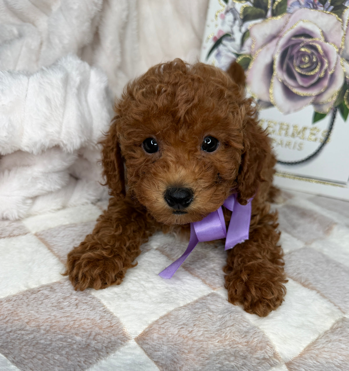 Muffin 🎀 | Female Toy Goldendoodle Puppy
