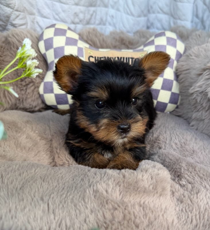 Nico 💙 | Male Toy Yorkie