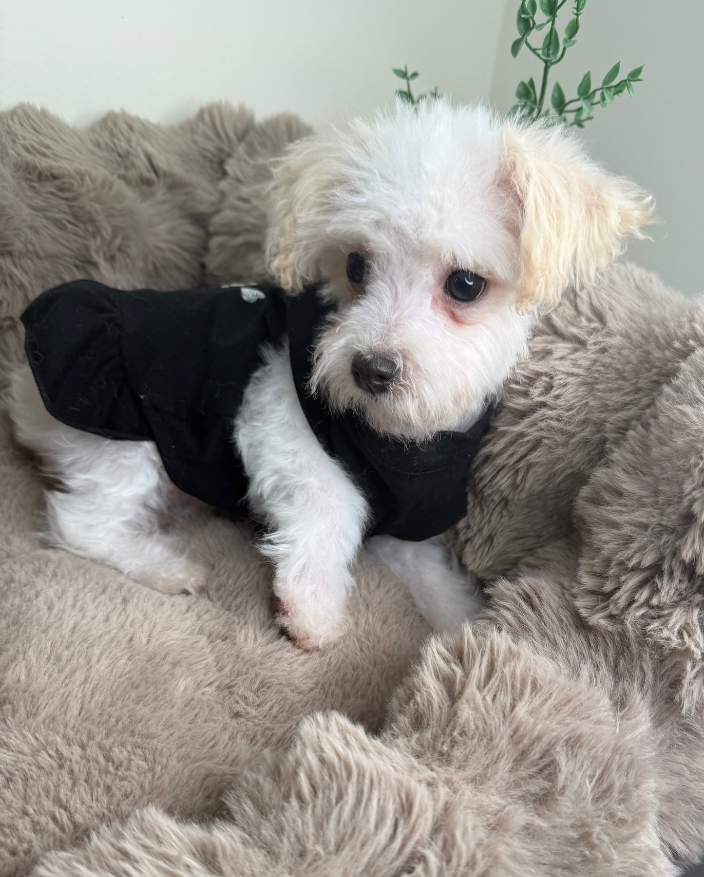 Daisy 🌼 | Female Morkie
