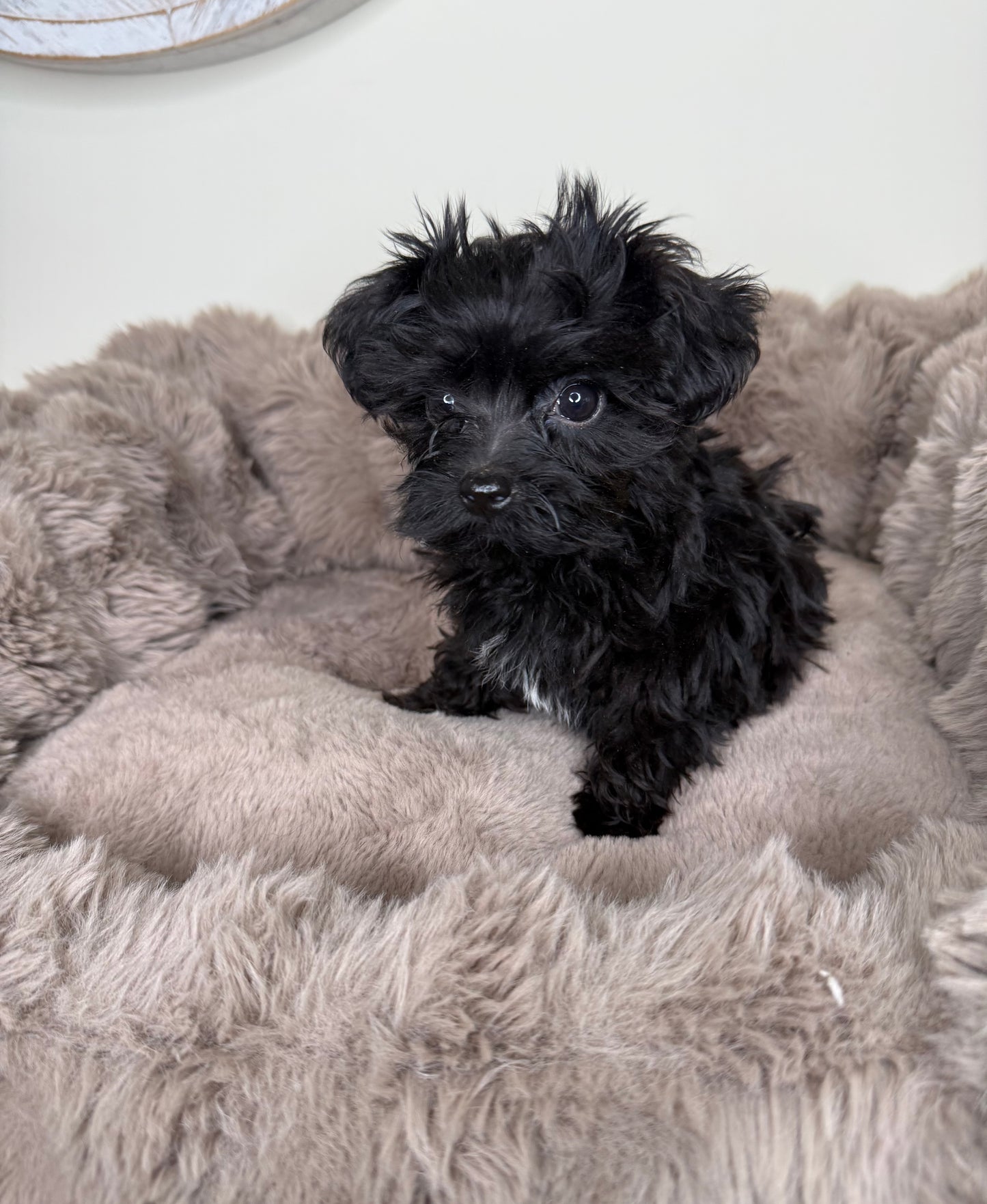 Baby Louie | Yorkie-poo