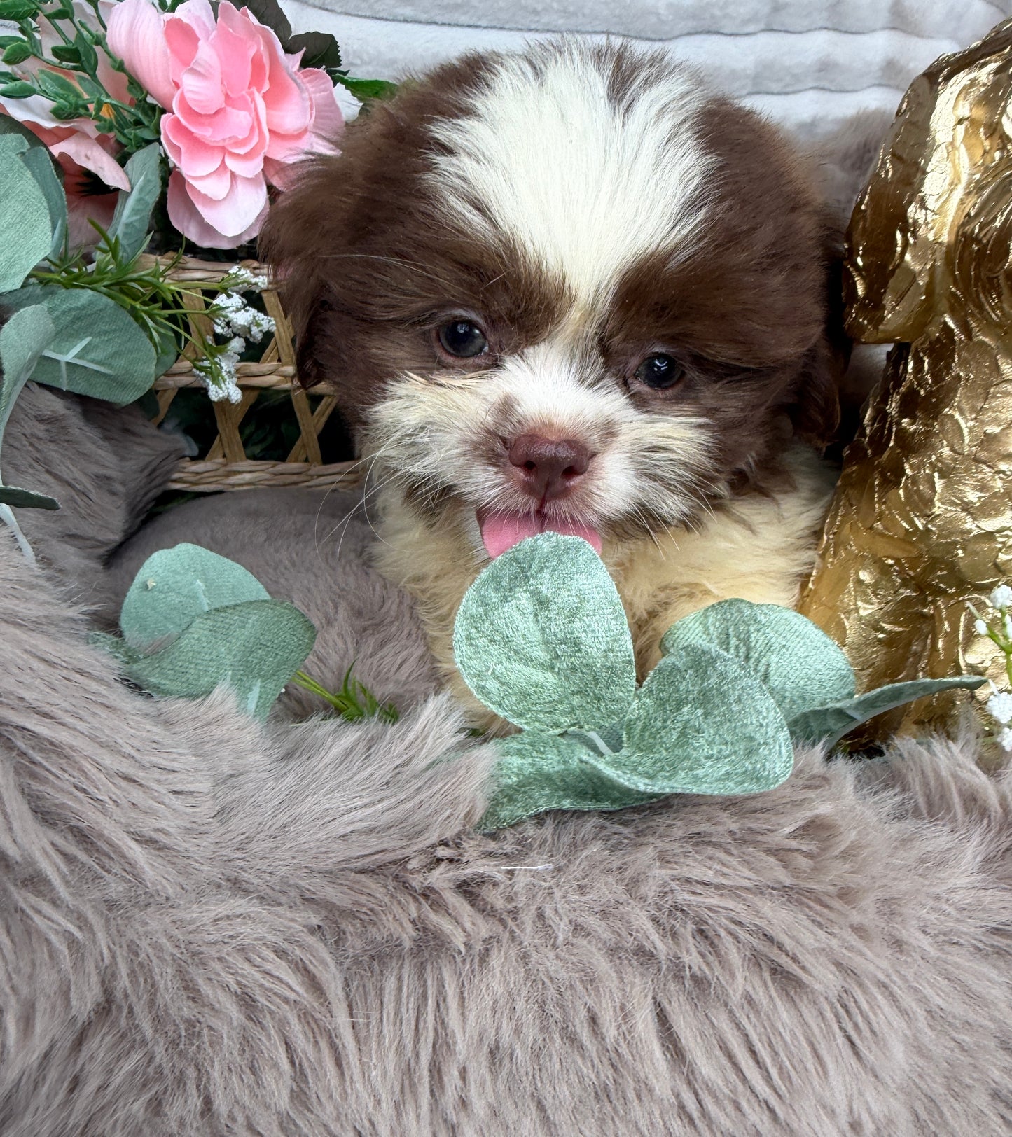 Chewy 🧸 | Male Teddy Bear Puppy