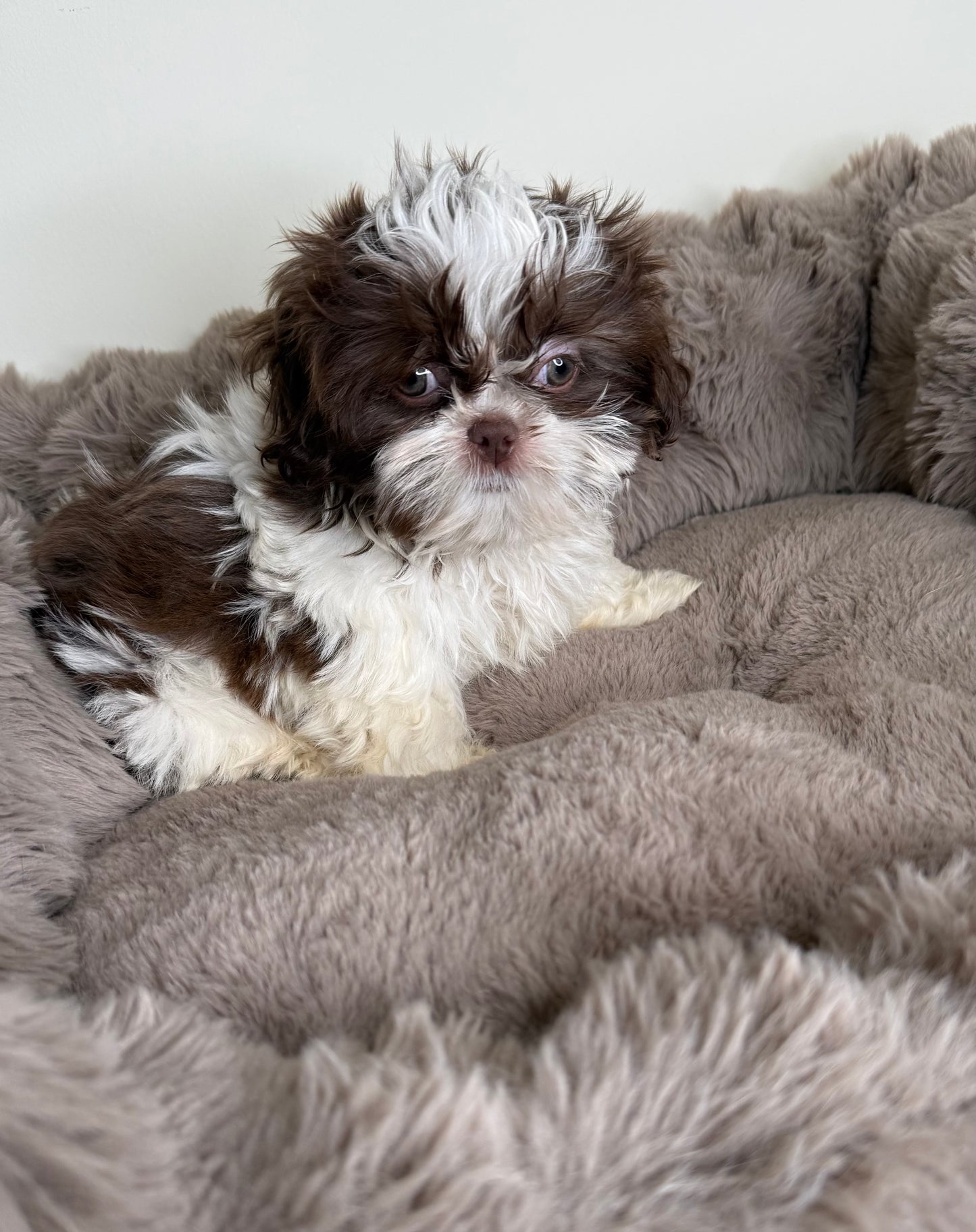Tucker Lee | ACA Registered Shih Tzu