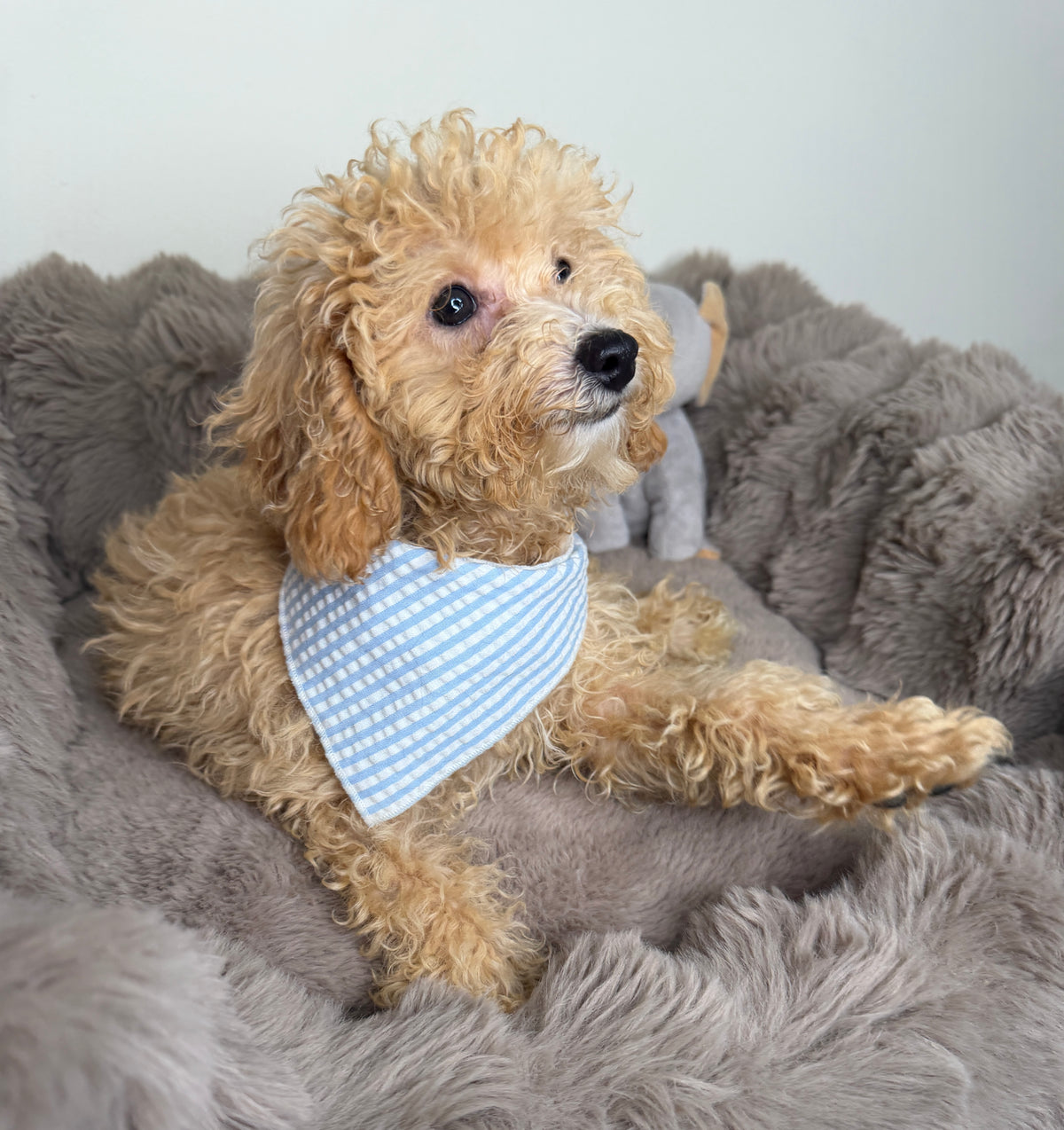 Meet Biscuit! 🥰 Toy Cavapoo