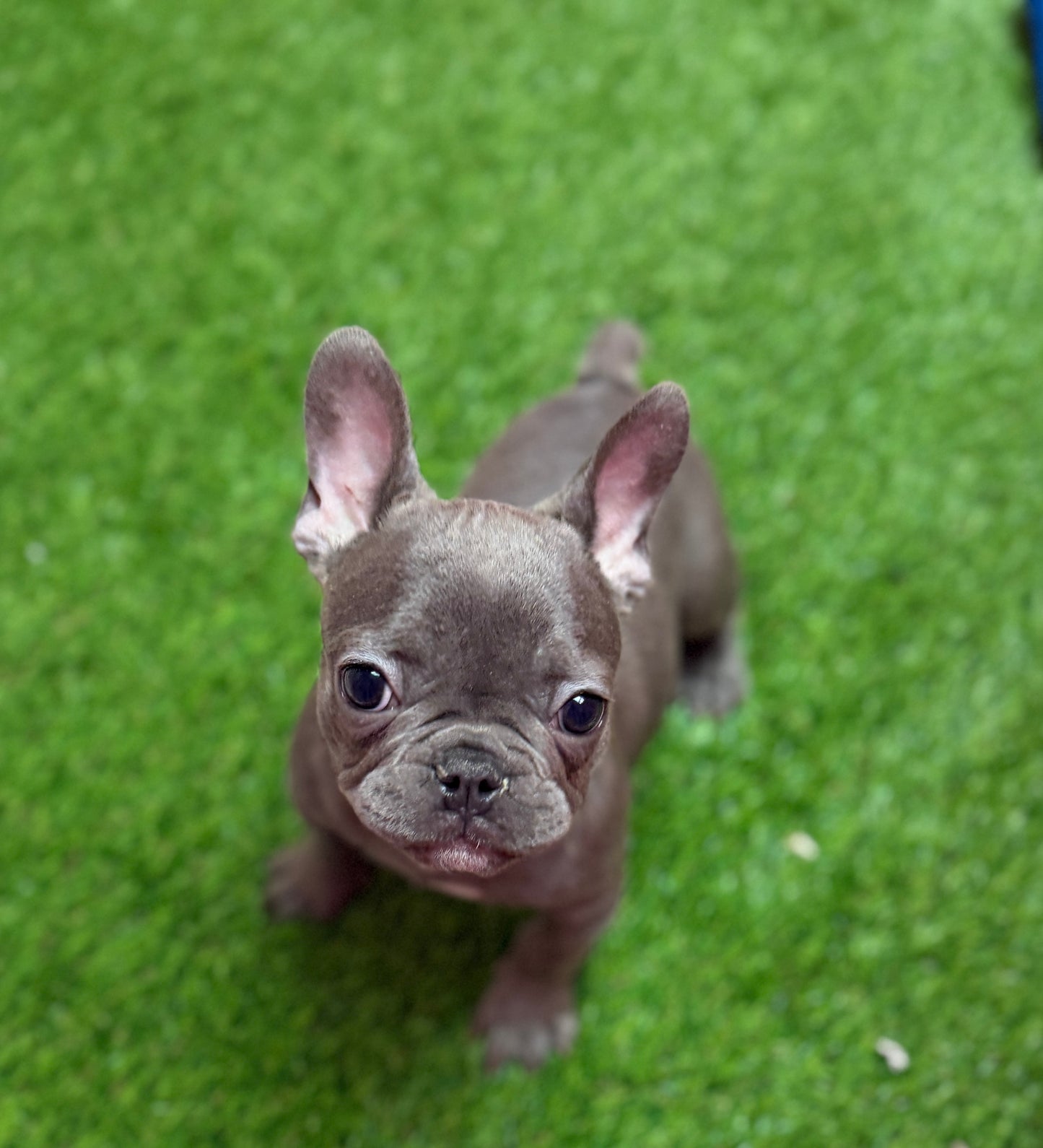 “Frankie” ACA French Bulldog