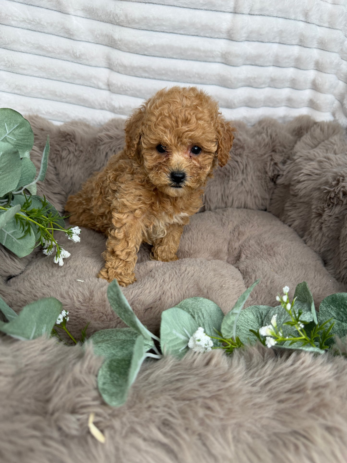 Toast 🧸 | Male Toy Cavapoo