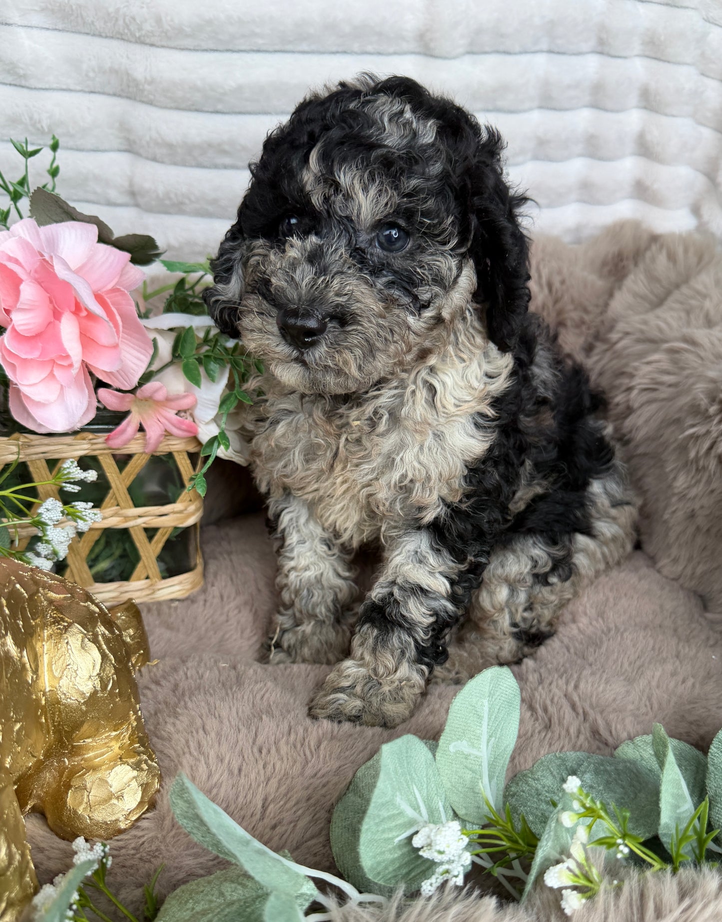 Titan 💙 | Blue Merle Toy Poodle