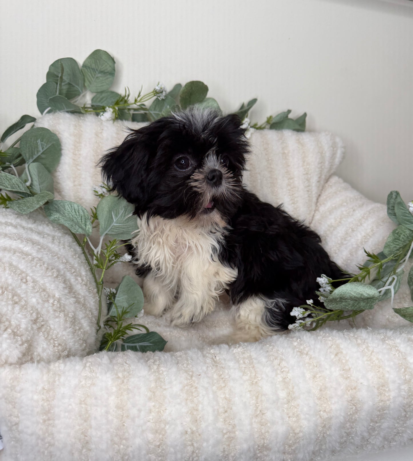 Jacob 🧸 | Male Teddy Bear Puppy