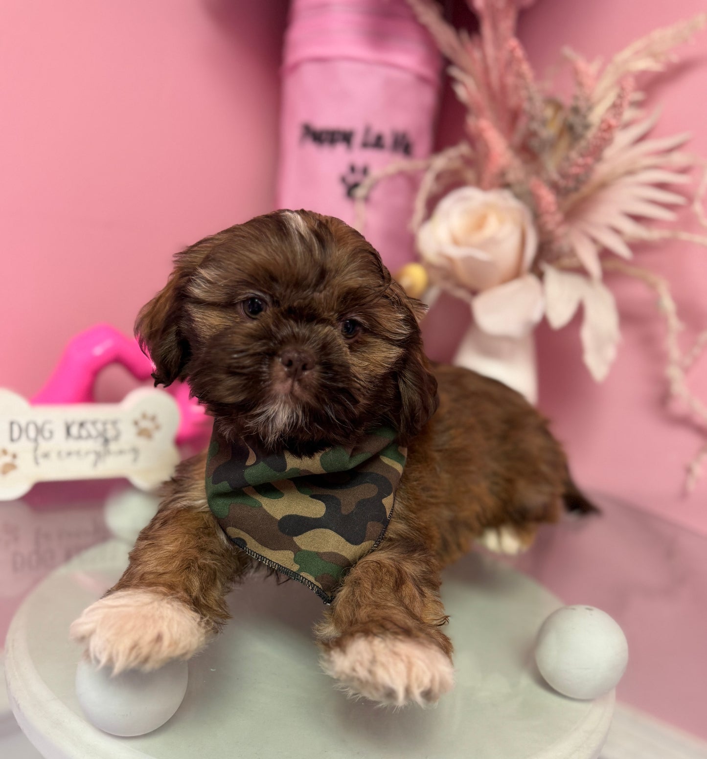 “Bentley” AKC Shih-Tzu