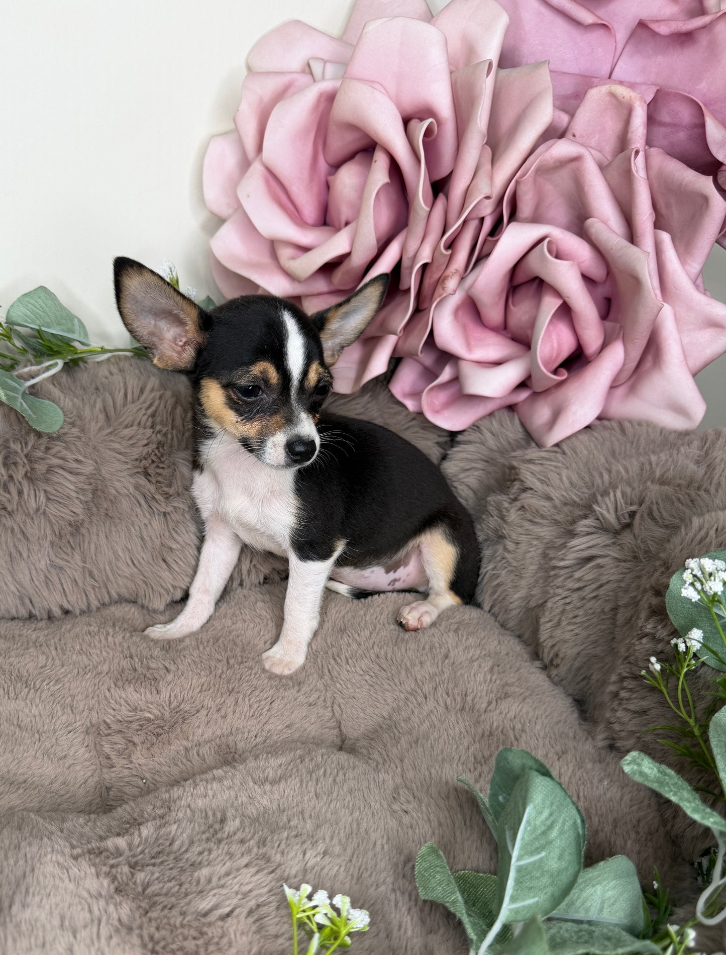 Gigi 🩷 Chihuahua