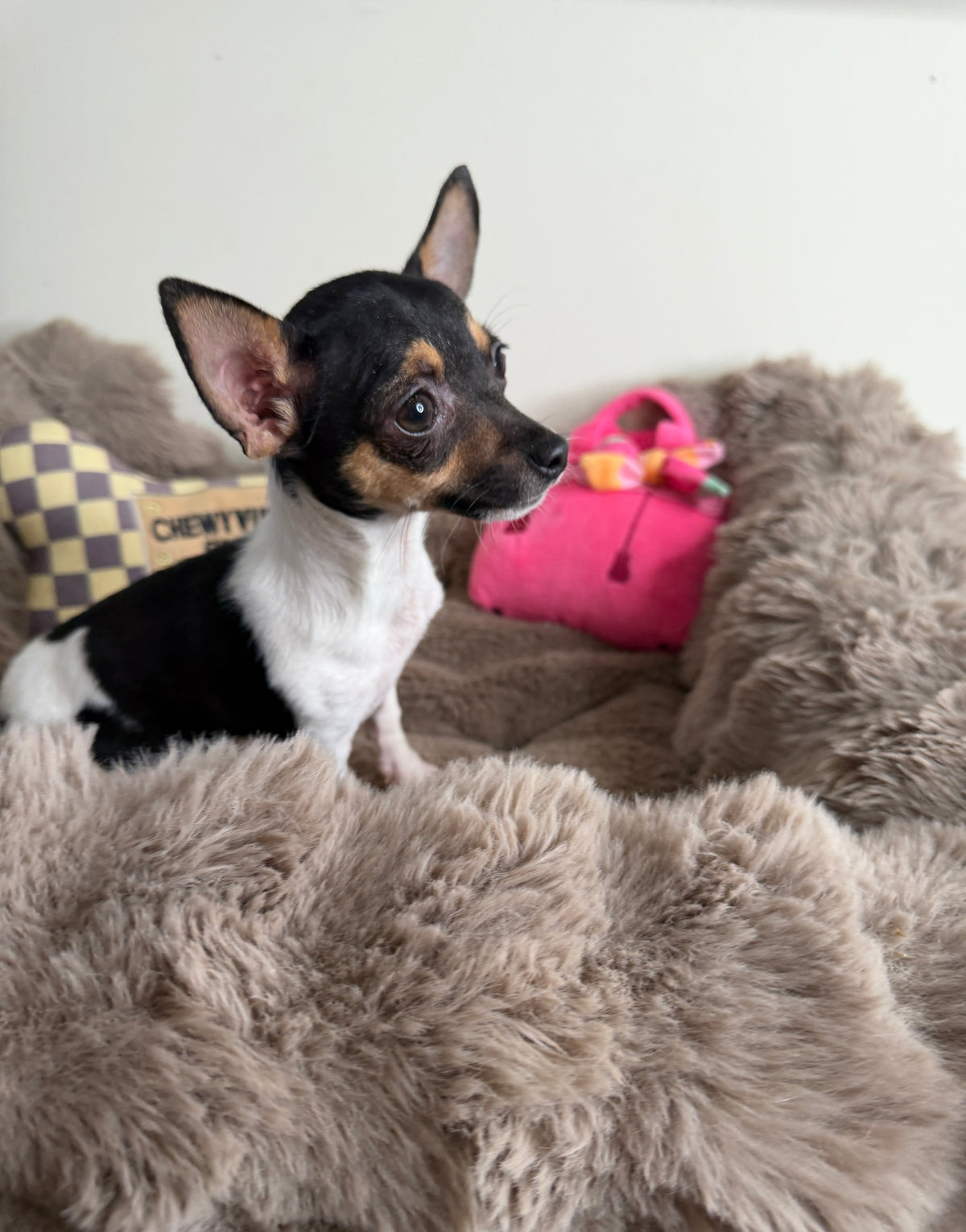Saint 💙 | Male Toy Chihuahua Puppy