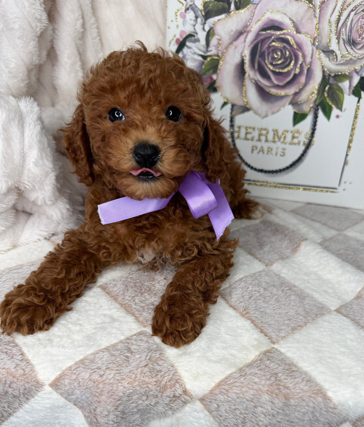 Muffin 🎀 | Female Toy Goldendoodle Puppy