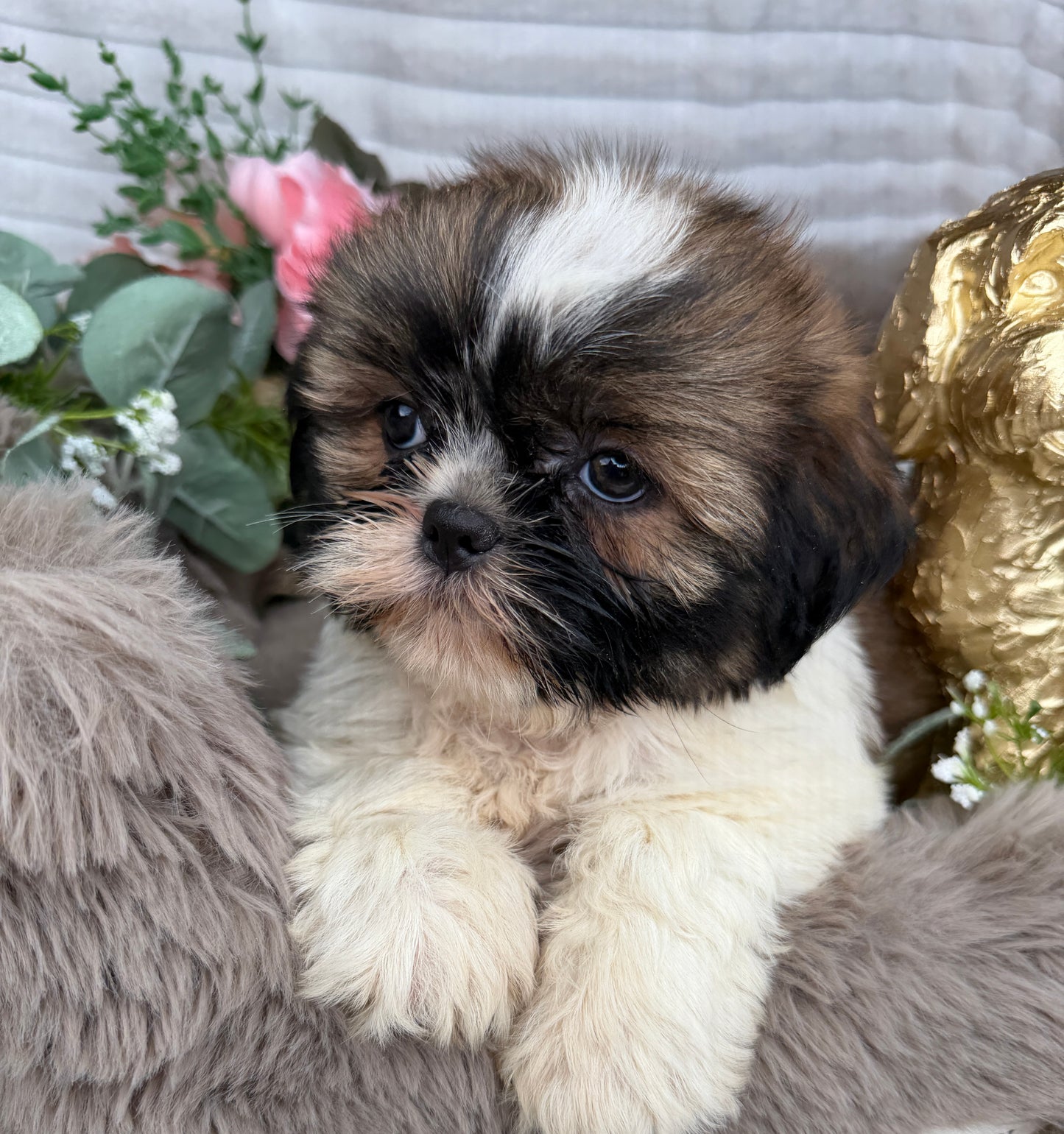 Chyna 🤍 | Female Teddy Bear Puppy