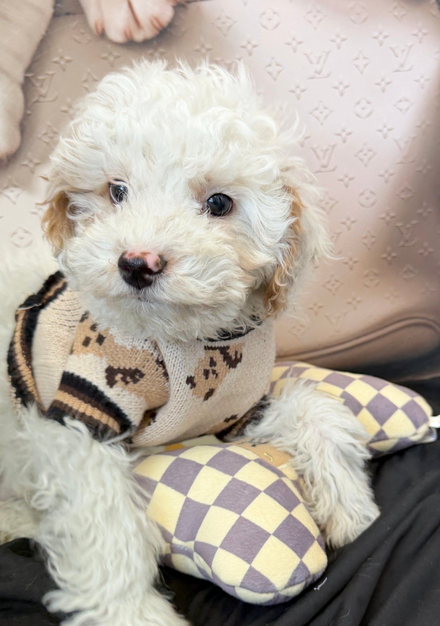 “Theo James” Toy Poodle • Male