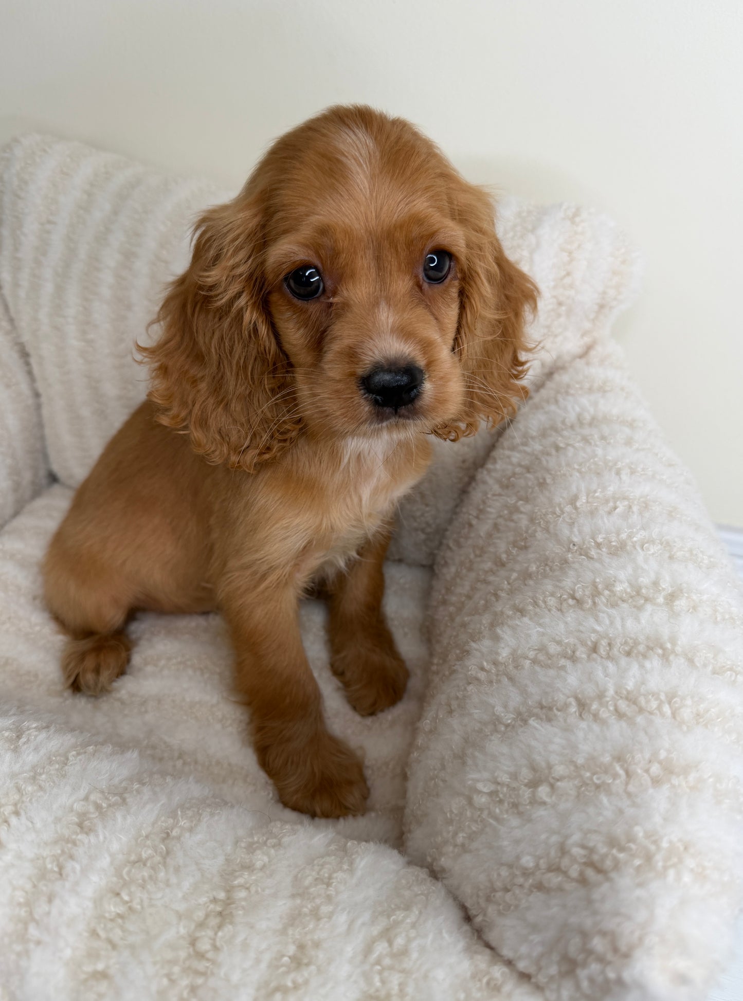 Meet Winnie 🧸🤎 Male Cocker Spaniel