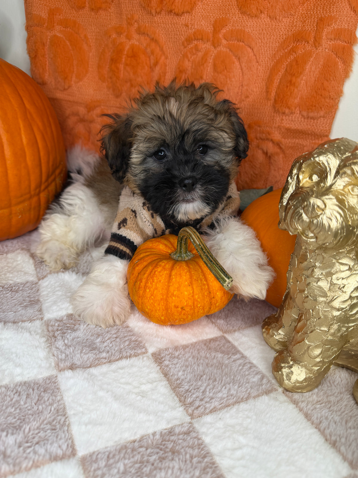 Bentley: Teddy Bear