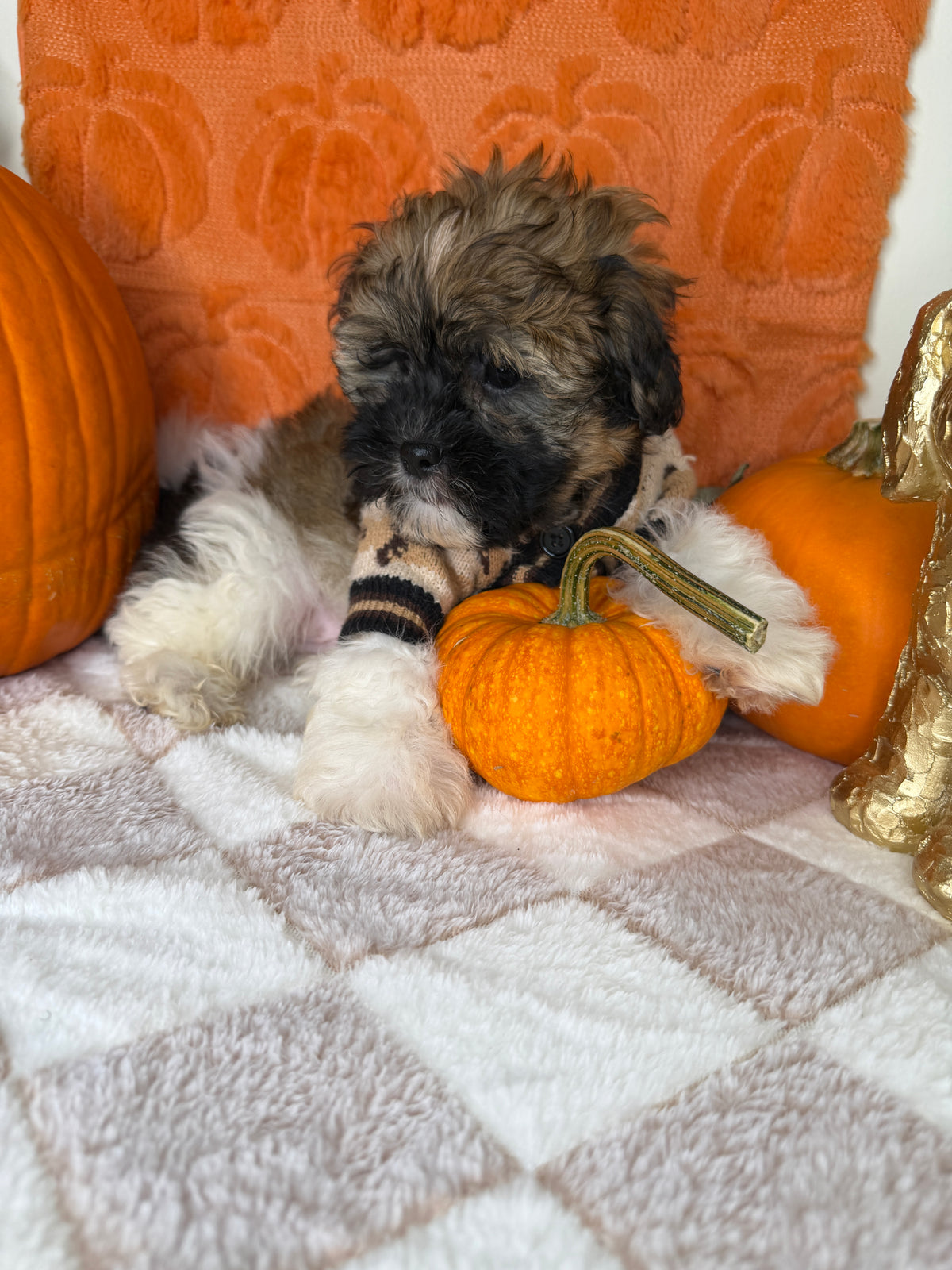 Bentley: Teddy Bear