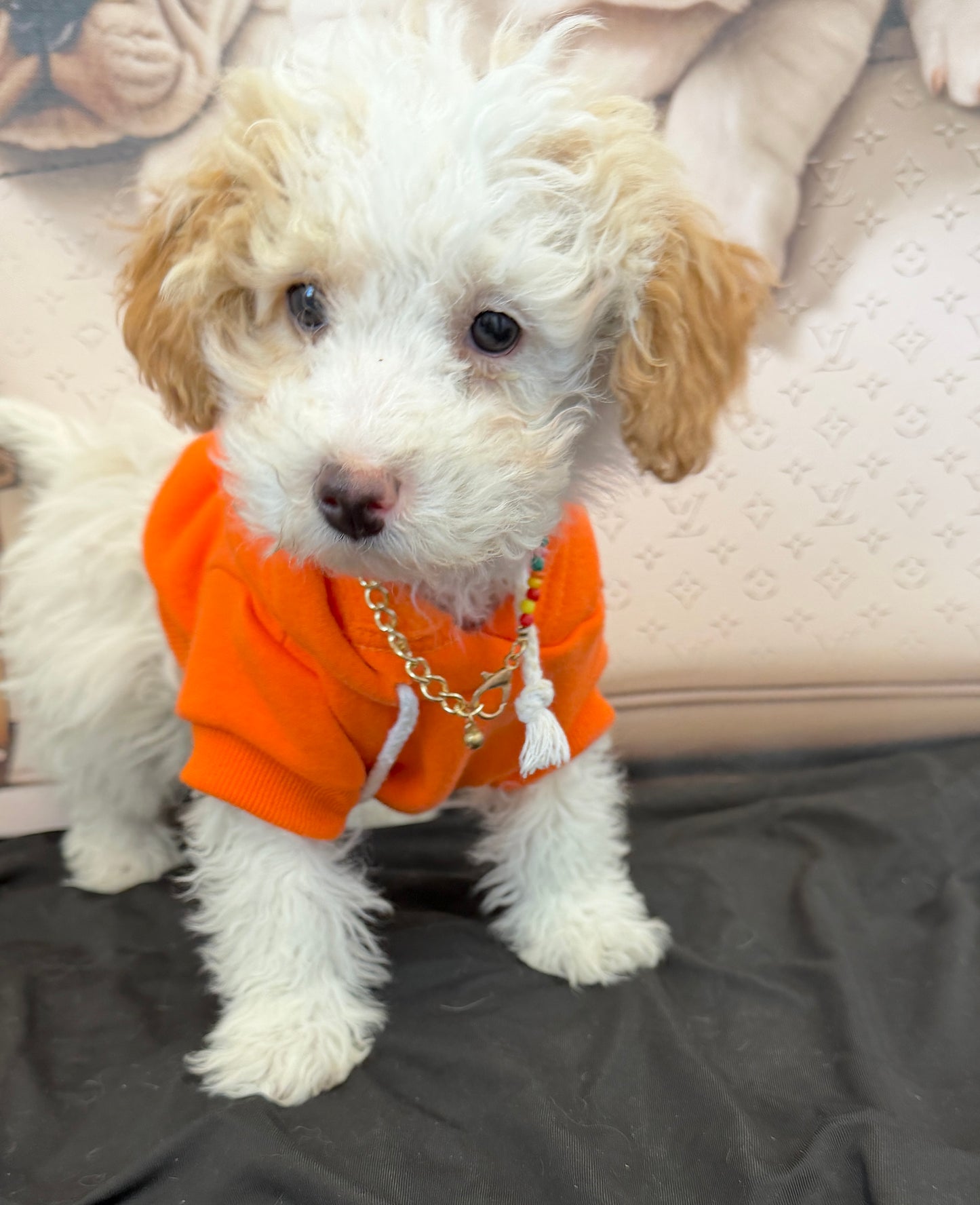 “Bella Mae” Toy Poodle • Female✨