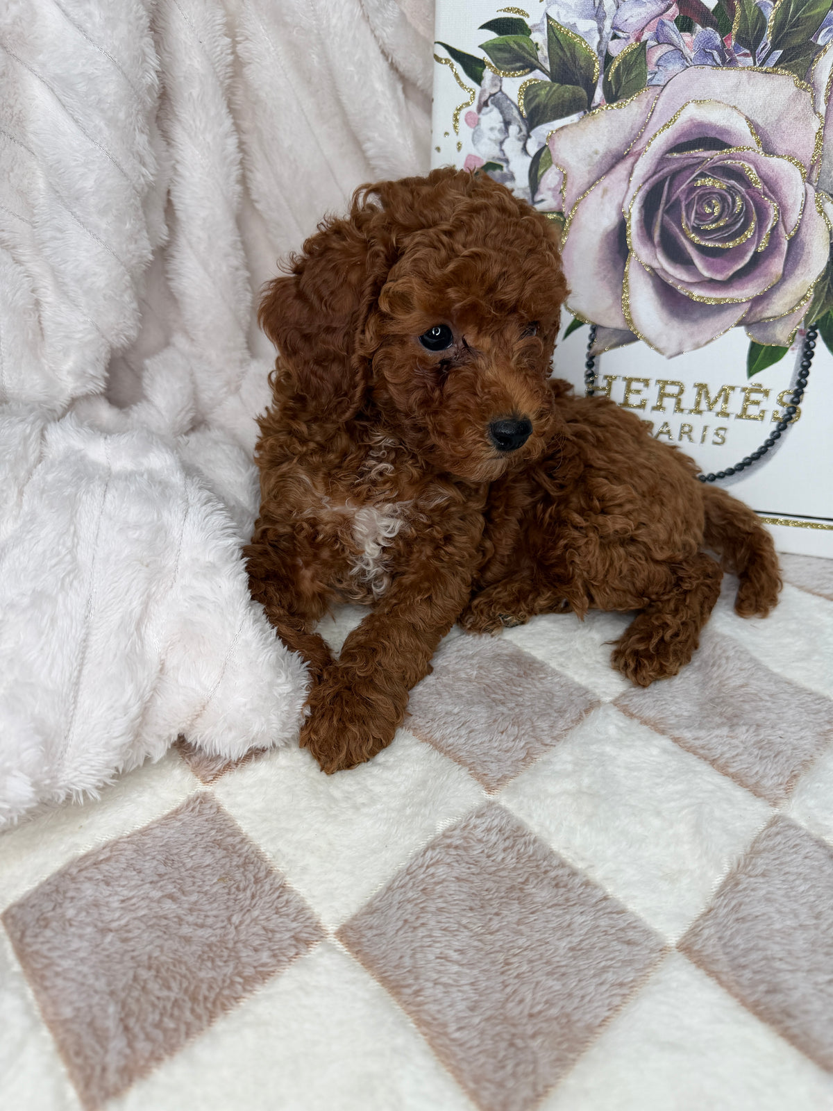 Royce 💙 | Toy Male Goldendoodle Puppy