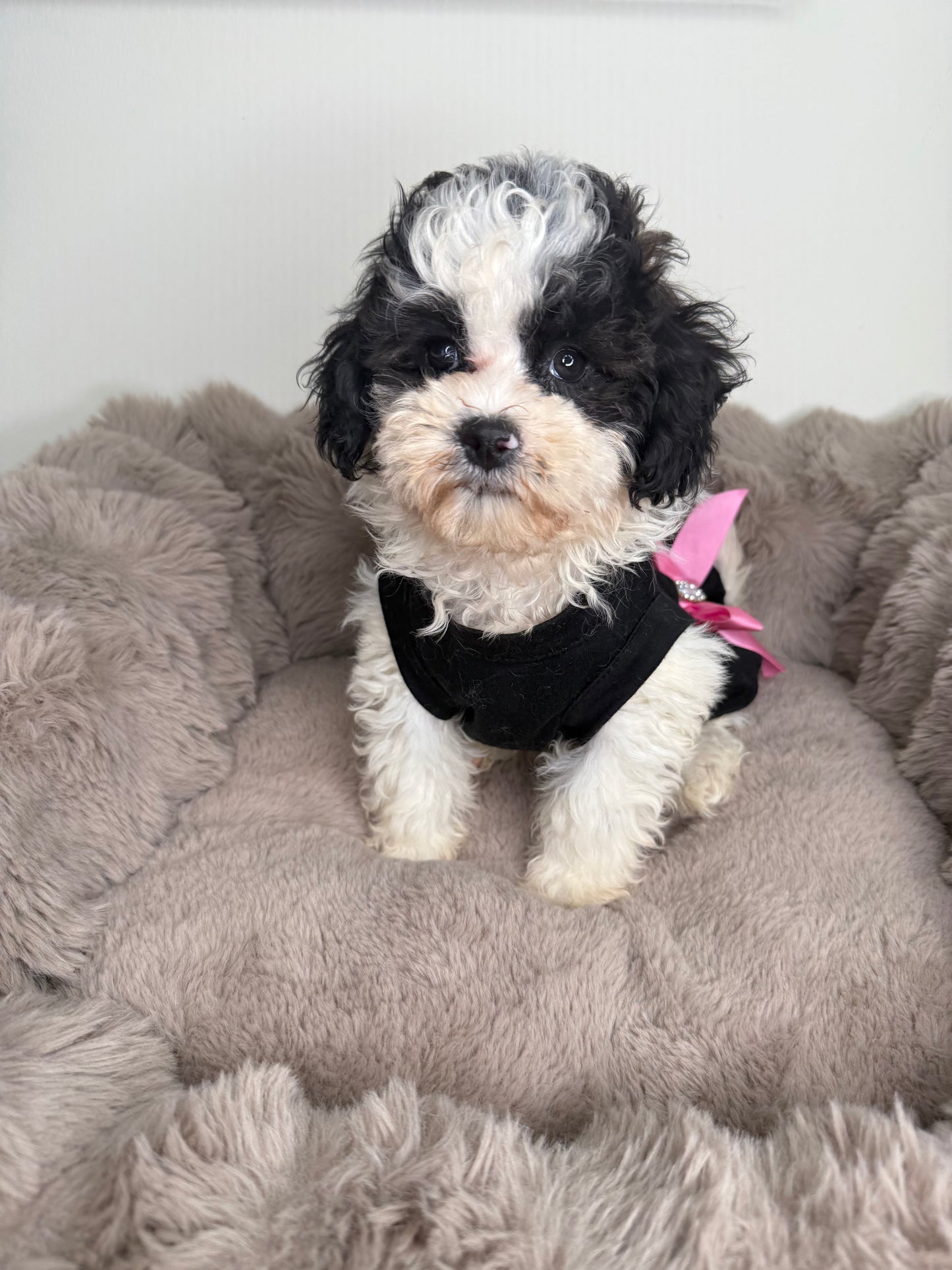 Lillian “Lil” 🌸 | Female Maltipoo