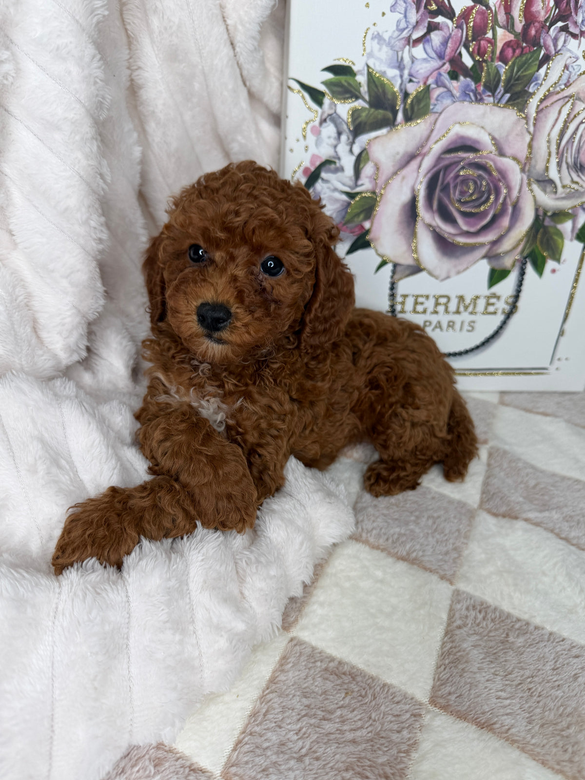 Royce 💙 | Toy Male Goldendoodle Puppy