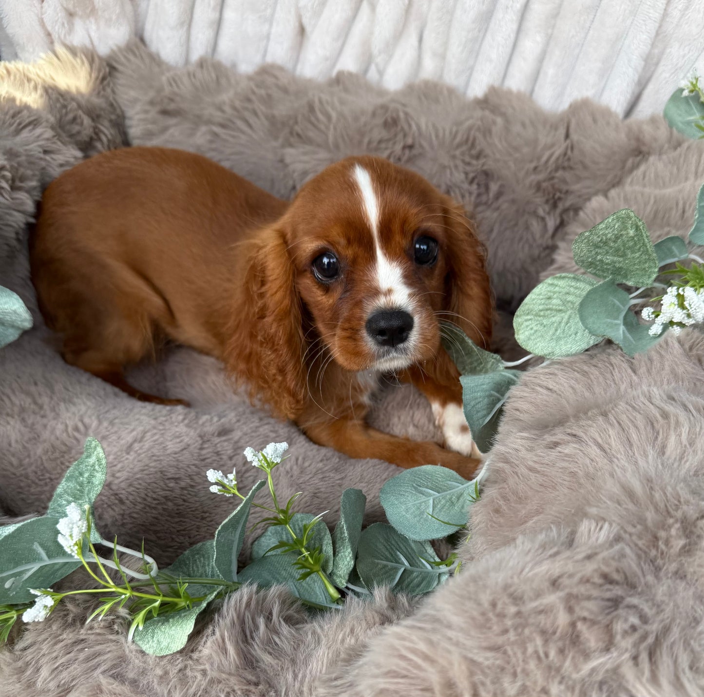 Roscoe 👑 | Male Cavalier King Charles Spaniel