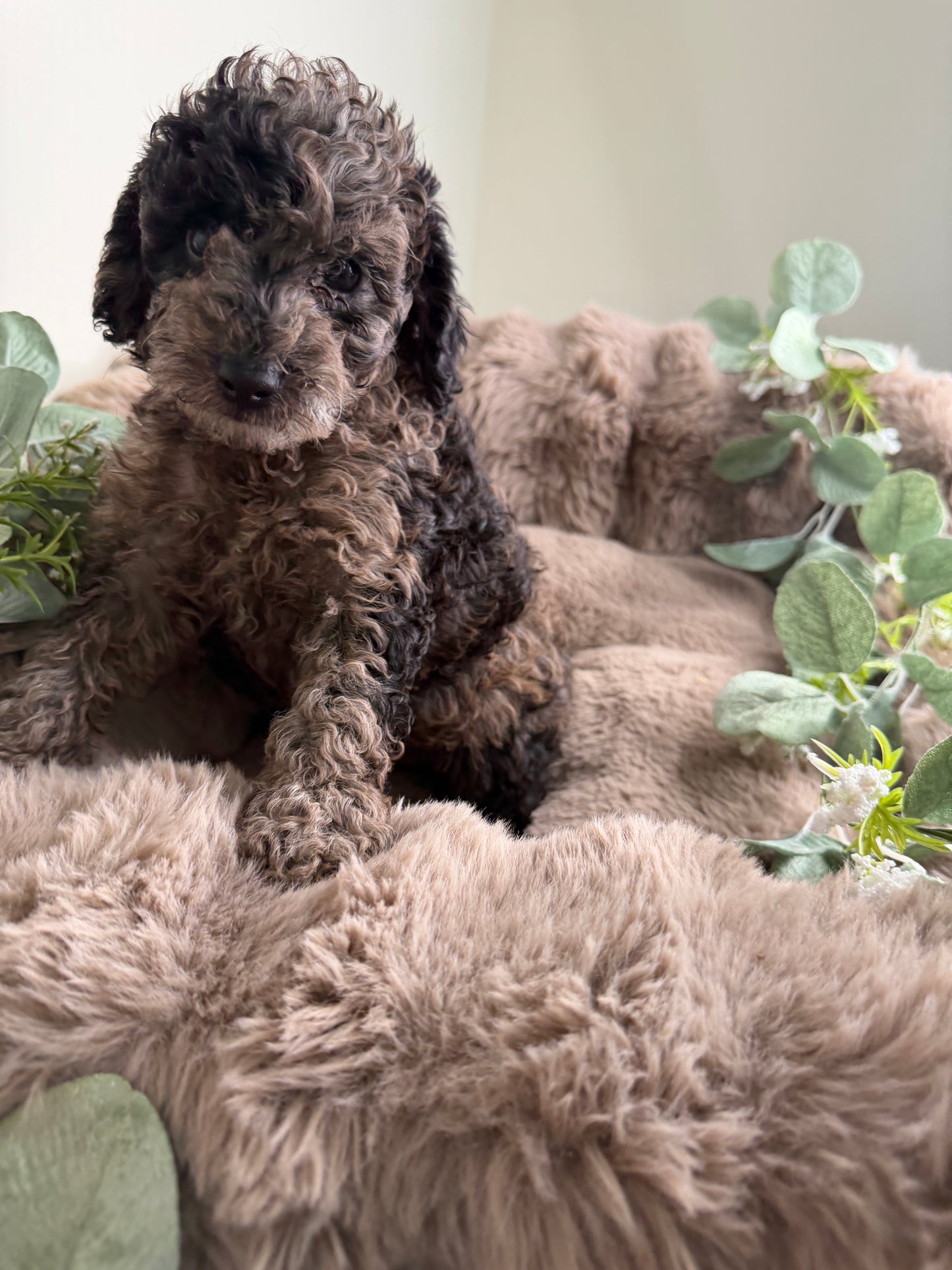 Apollo 💙 | Male Blue Merle Toy Poodle