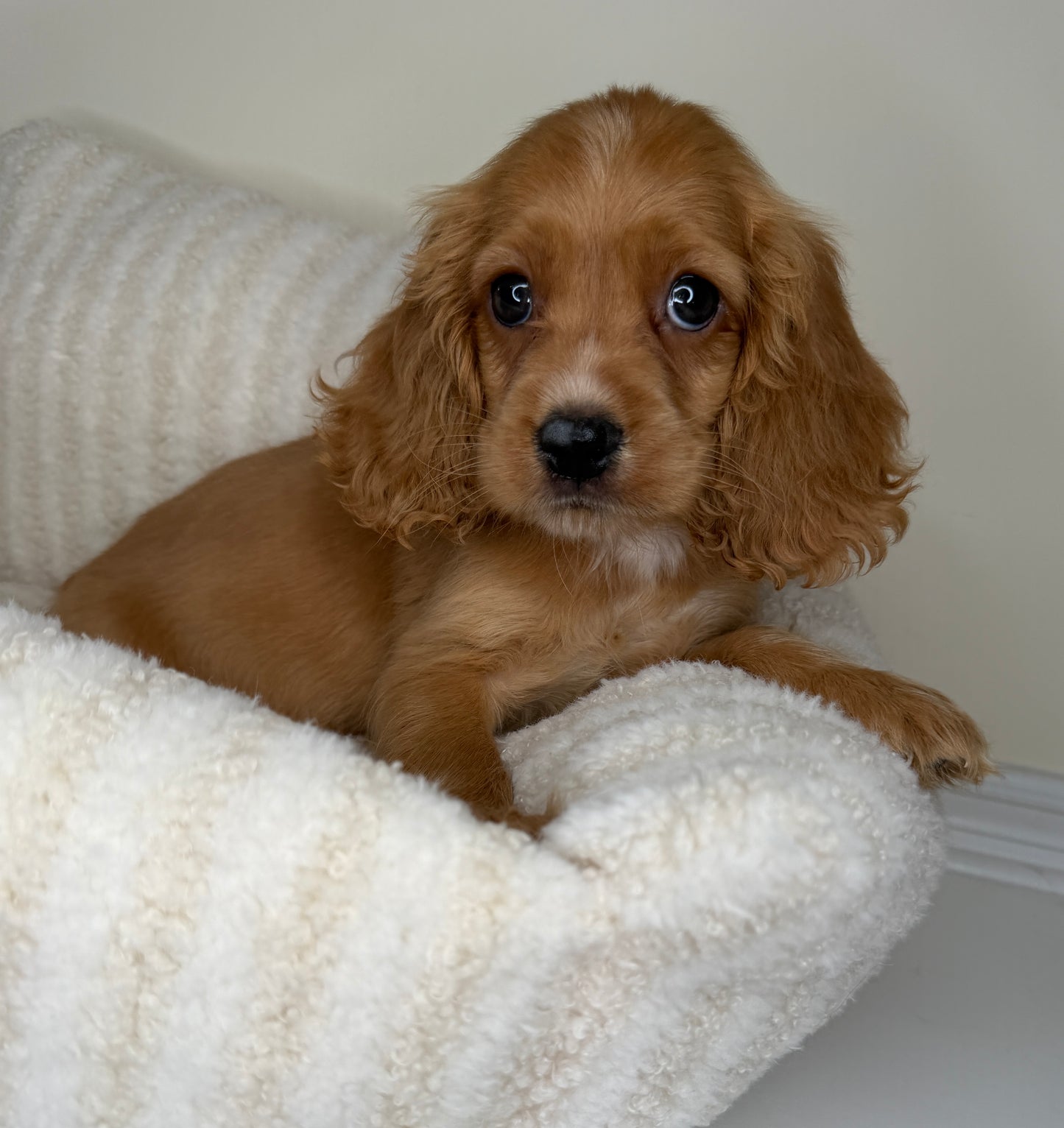 Meet Winnie 🧸🤎 Male Cocker Spaniel