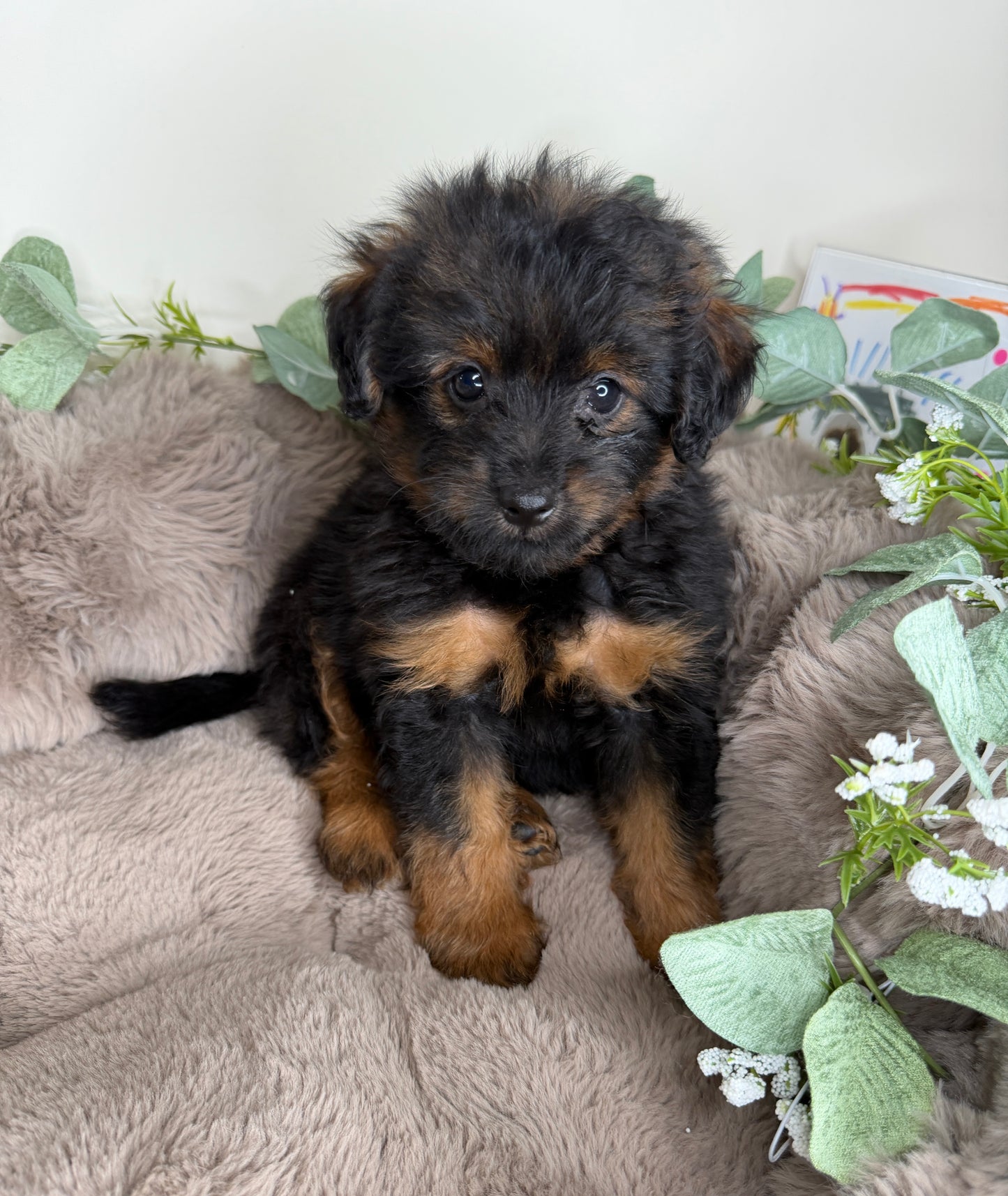 Onyx 🖤 | Male PomaPoo Puppy