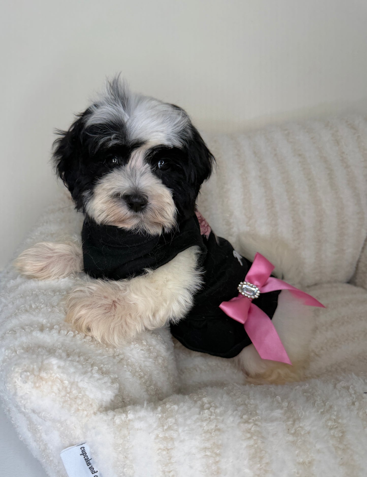 Meet Mochi • Female Teddy Bear 🐼✨