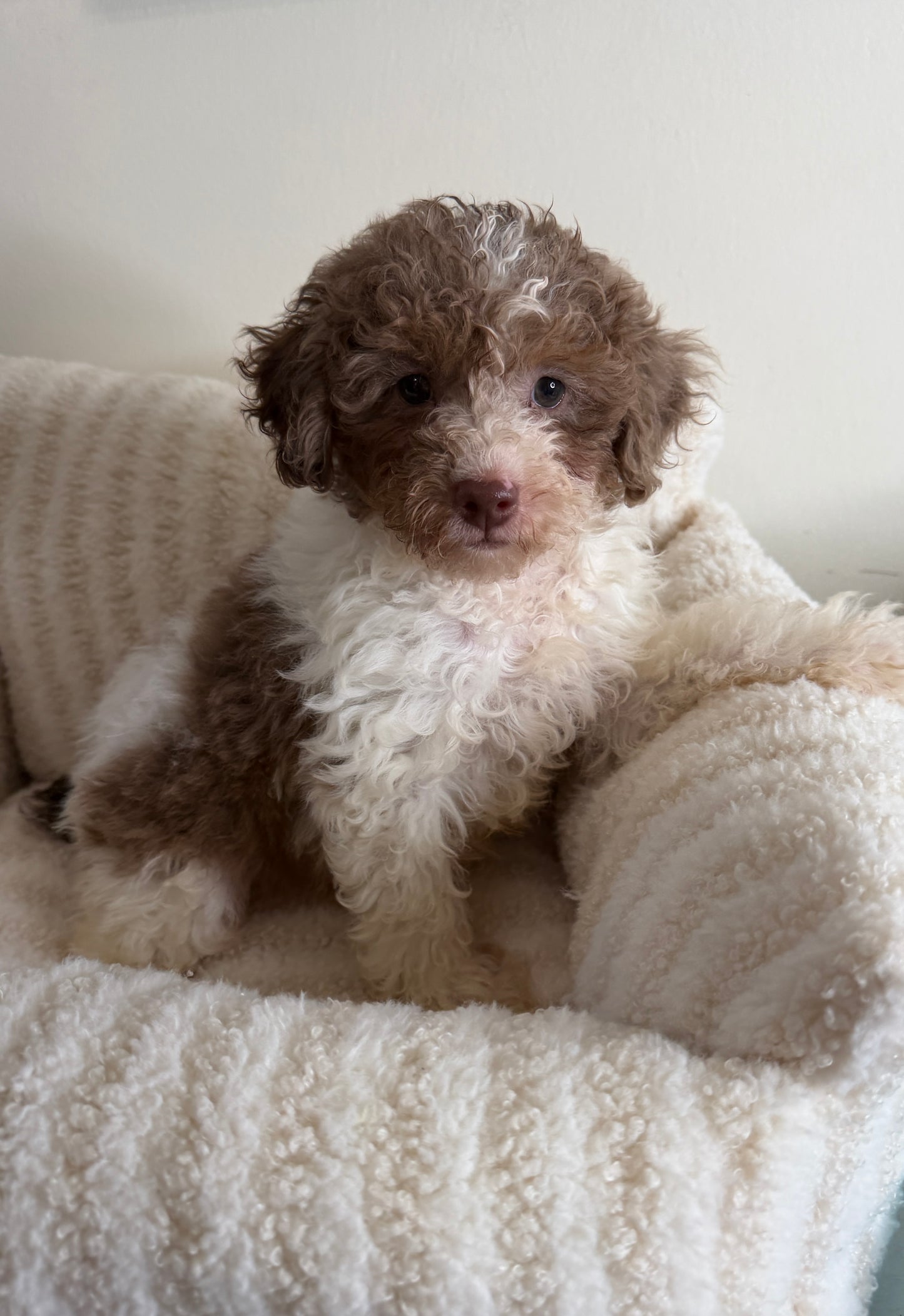 Chase 💙 | Male Toy Poodle