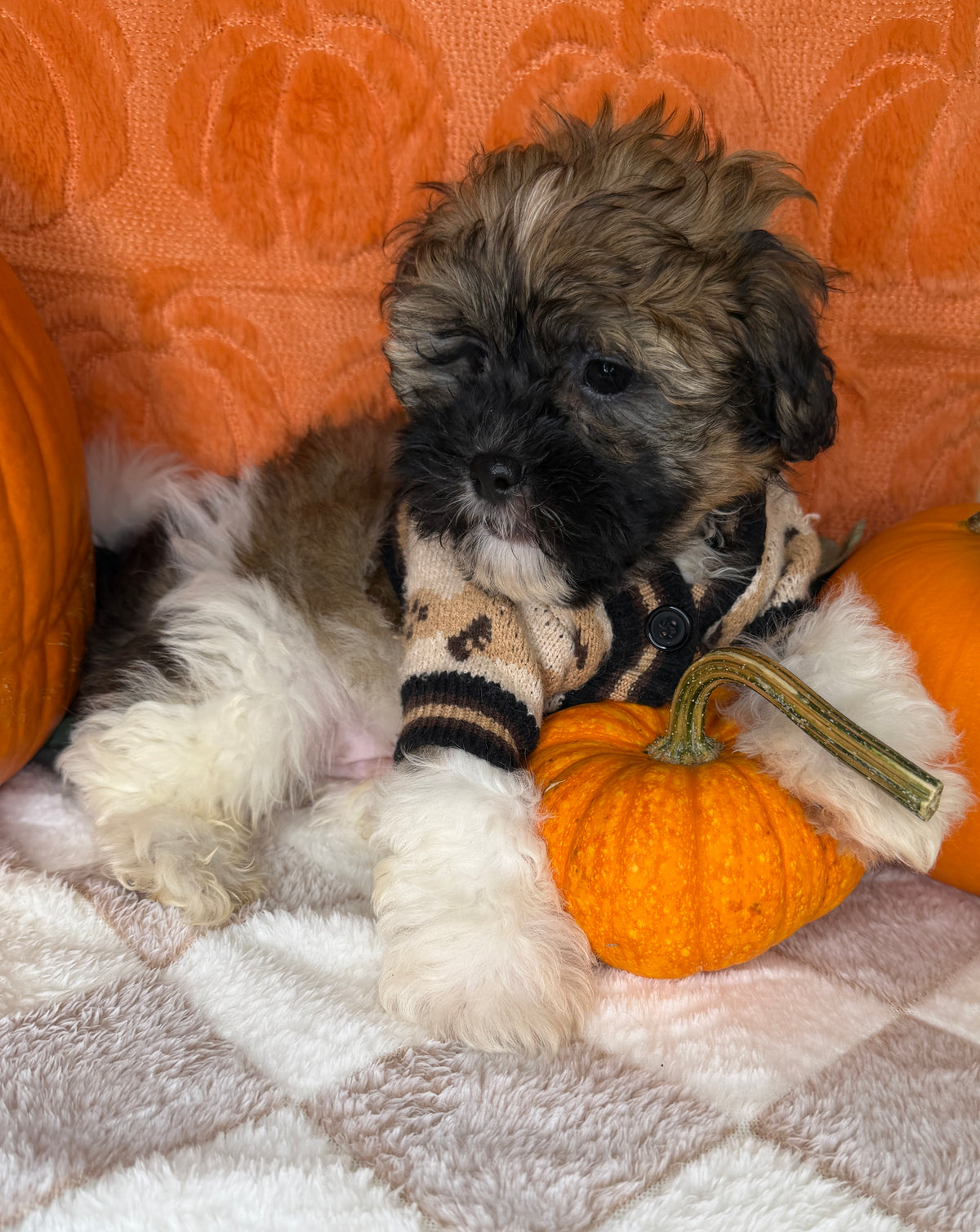 Bentley: Teddy Bear