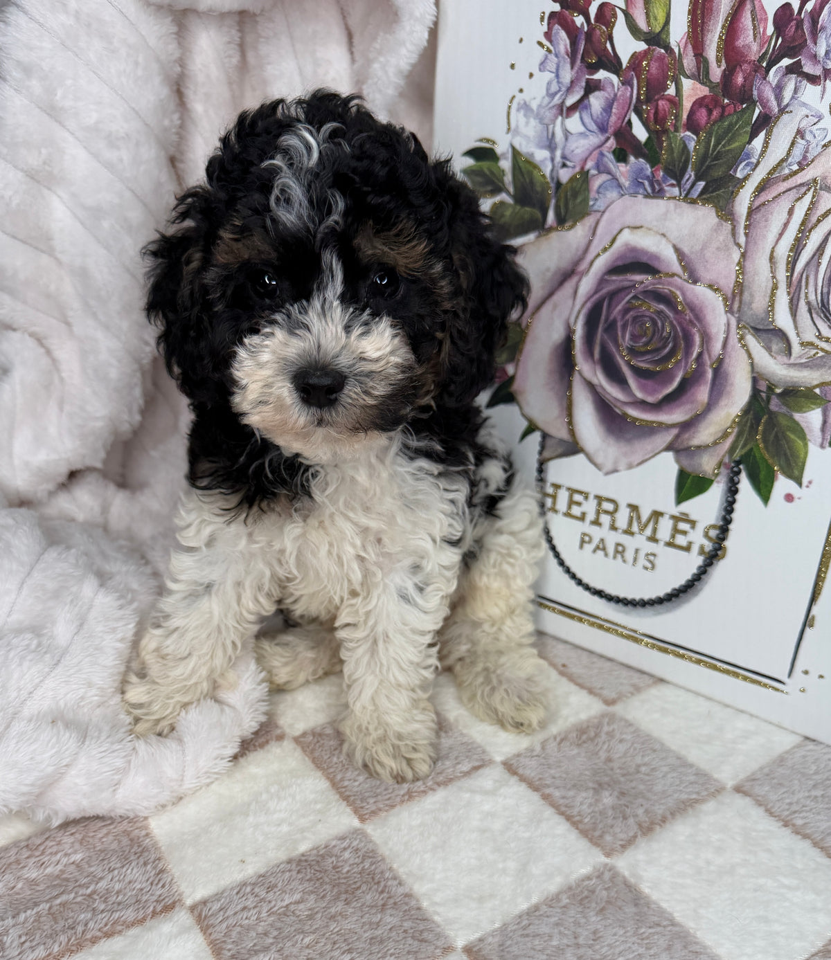 Snickers 🧸 | Male Toy Poodle Puppy