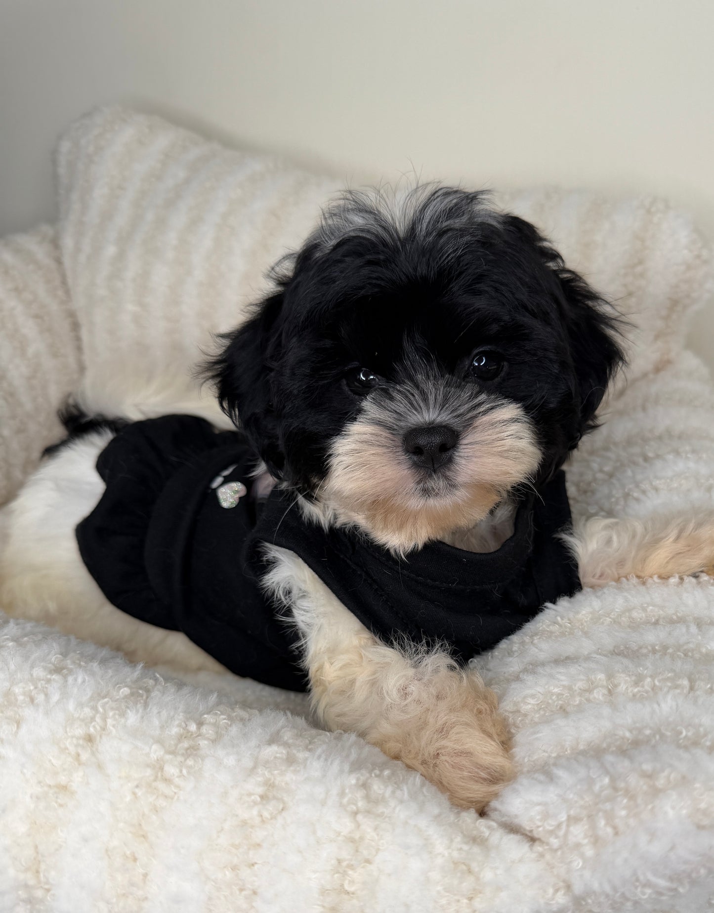 Meet Boba Female Teddy Bear 🐼🎀