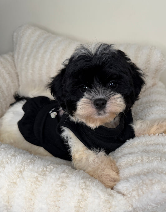 Meet Boba Female Teddy Bear 🐼🎀