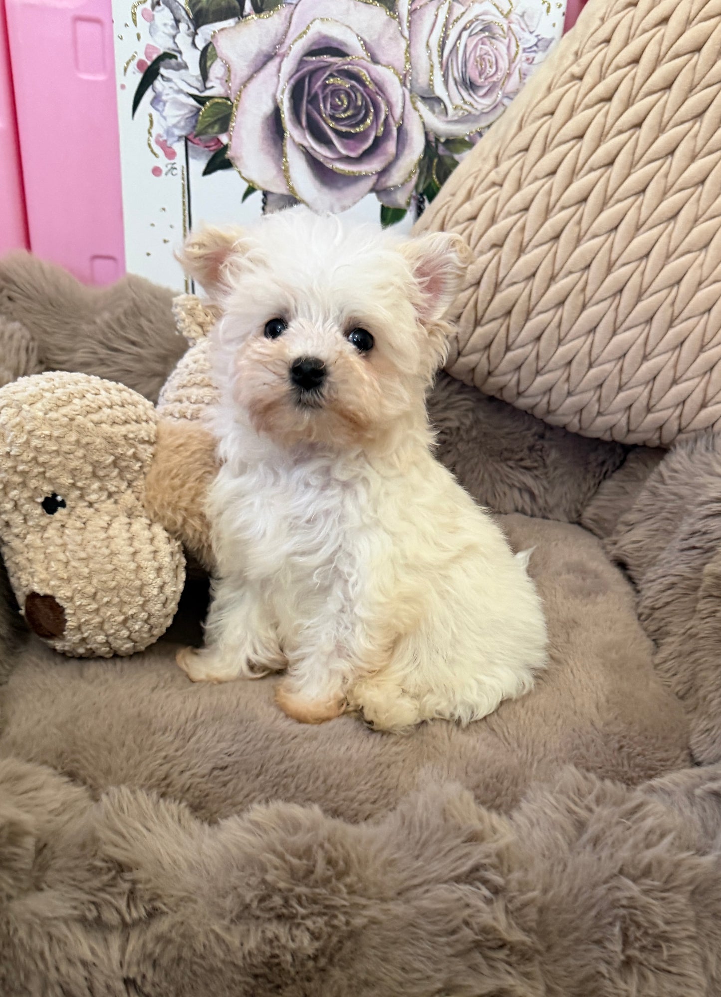 Rosie Lu 🤍 Female Tiny Morkie Puppy