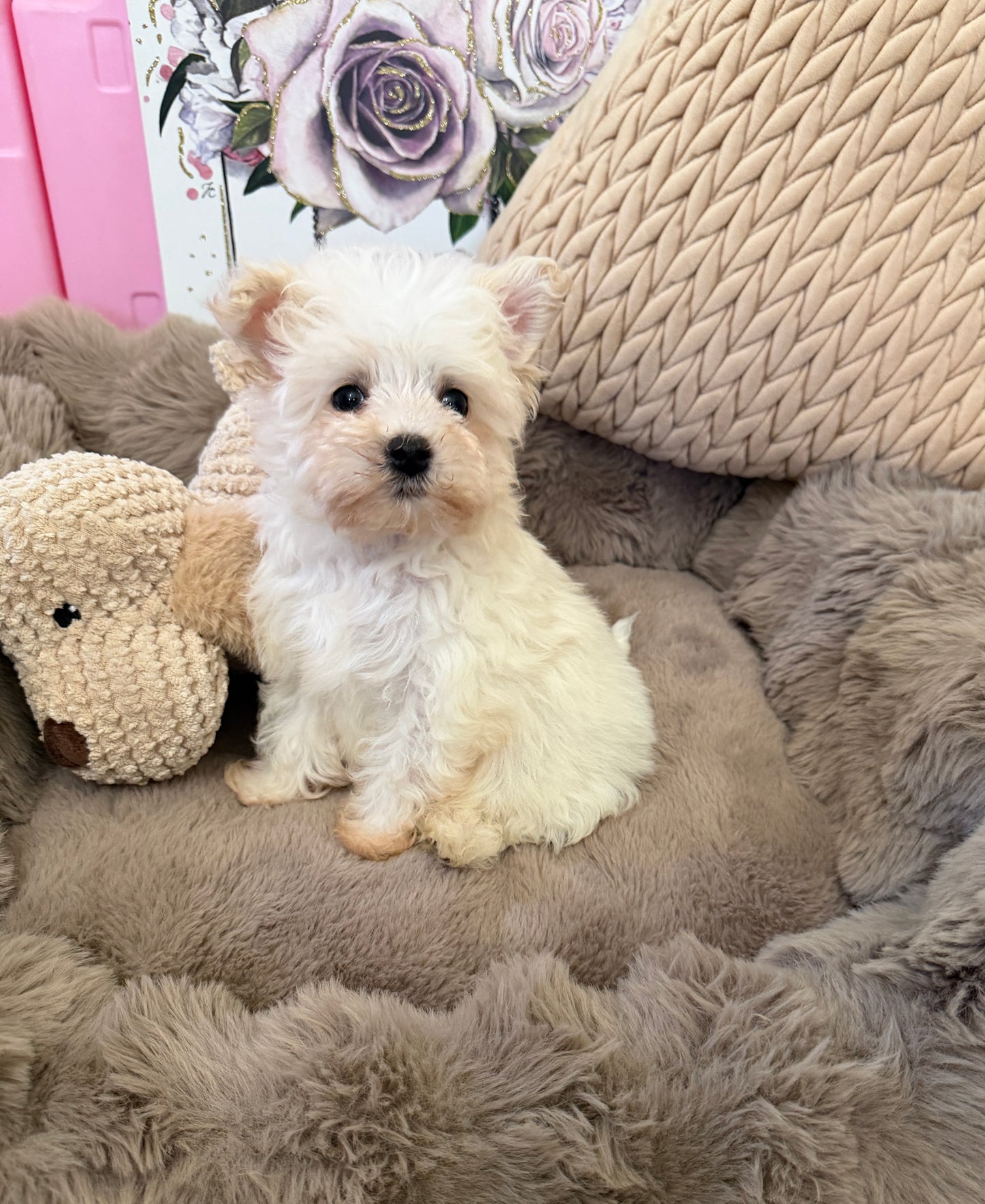 Rosie Lu 🤍 Female Tiny Morkie Puppy