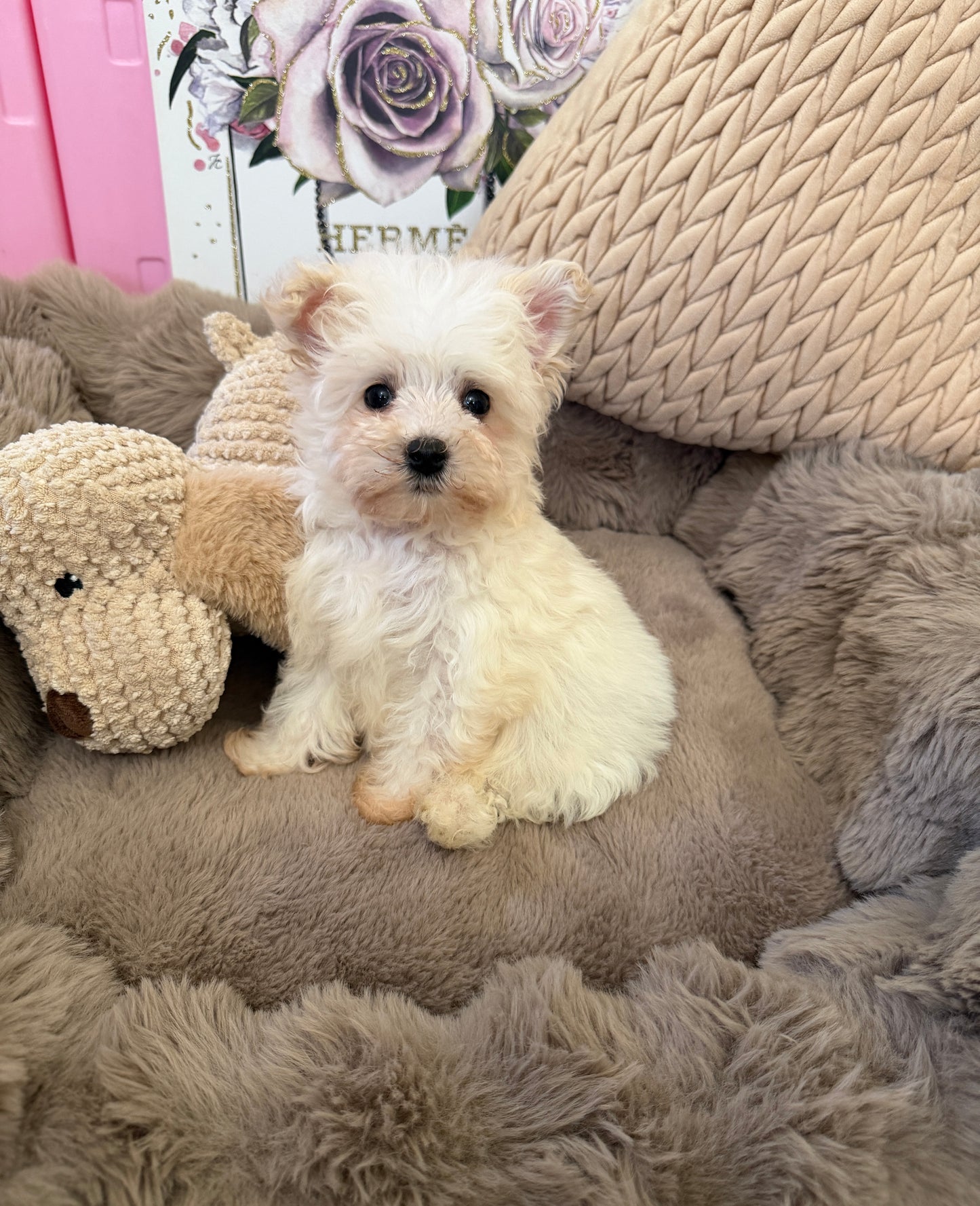 Rosie Lu 🤍 Female Tiny Morkie Puppy