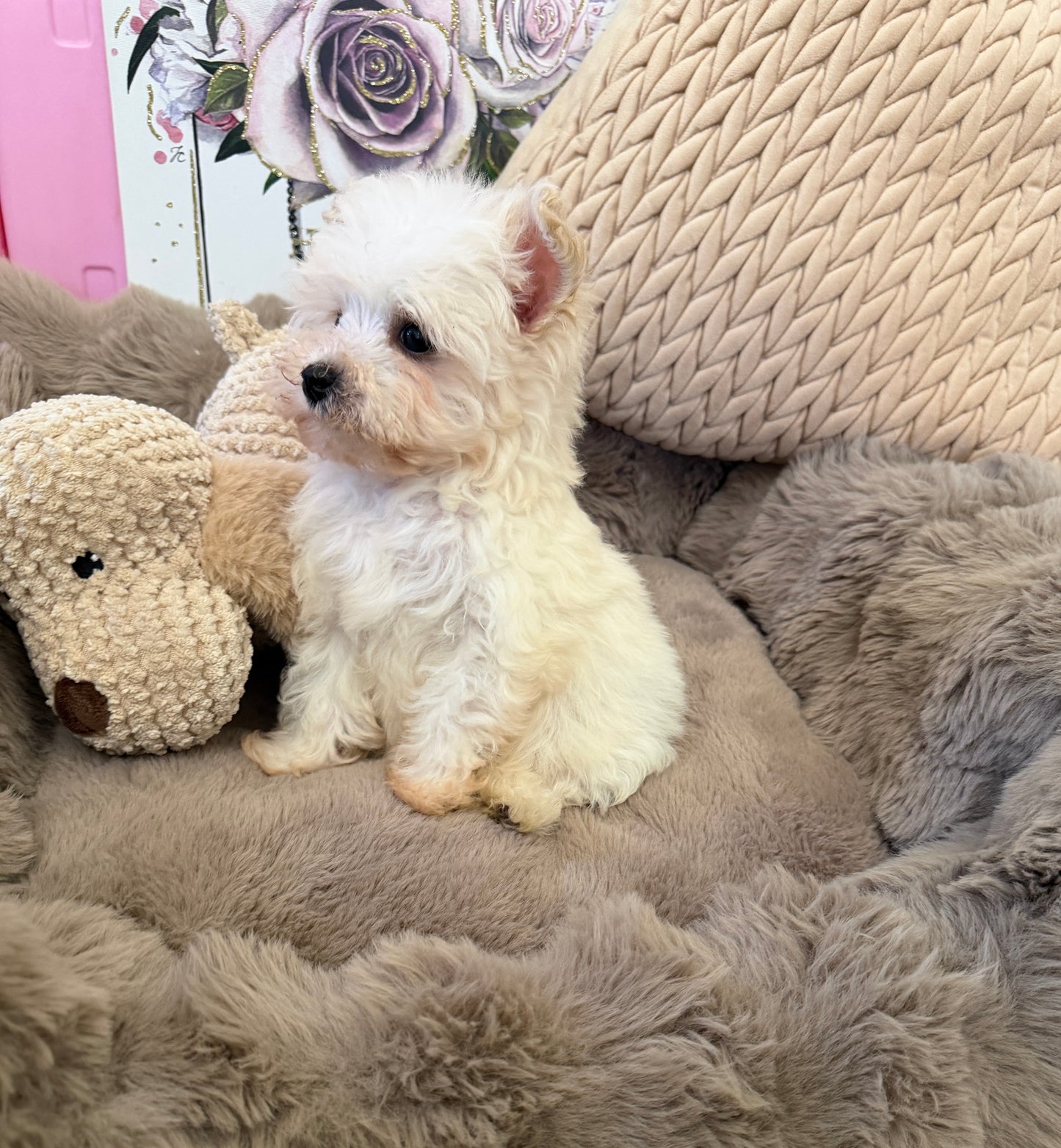 Rosie Lu 🤍 Female Tiny Morkie Puppy