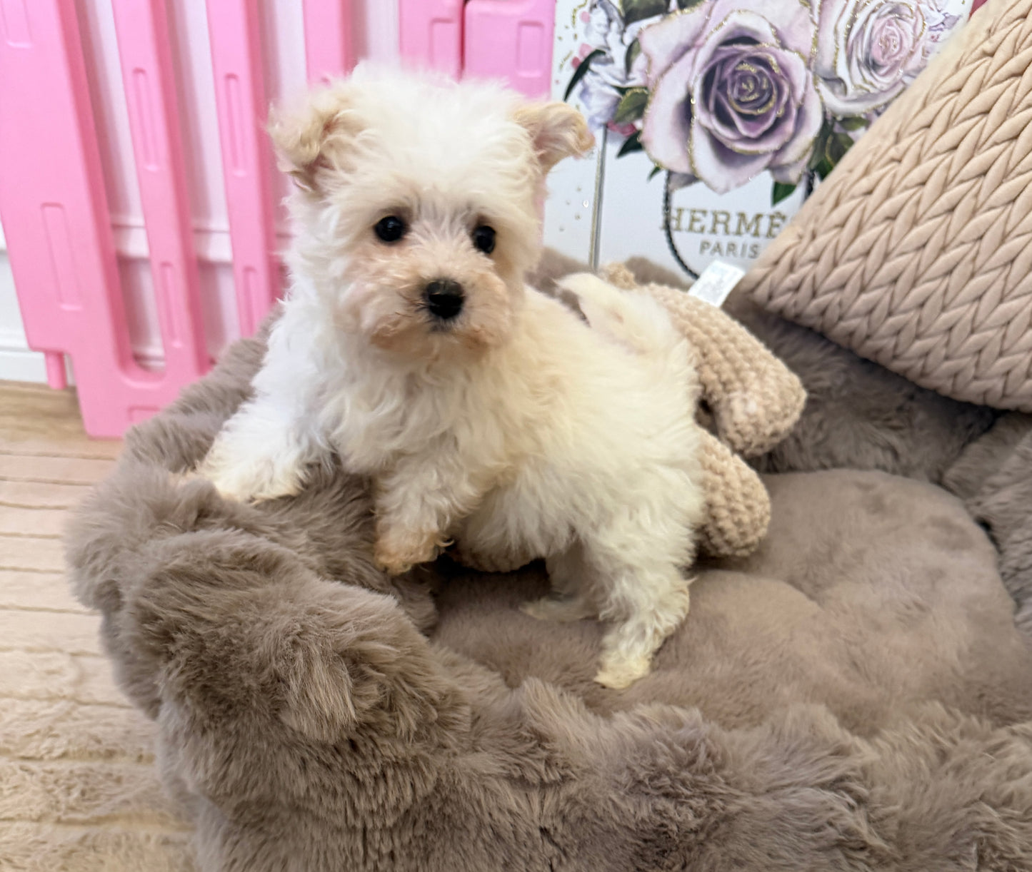 Rosie Lu 🤍 Female Tiny Morkie Puppy